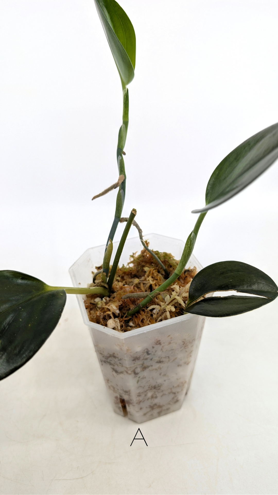 Rare Indoor House Plant Scindapsus Treubii Dark Form at rare plant shop The Leaf Gallery in Perth