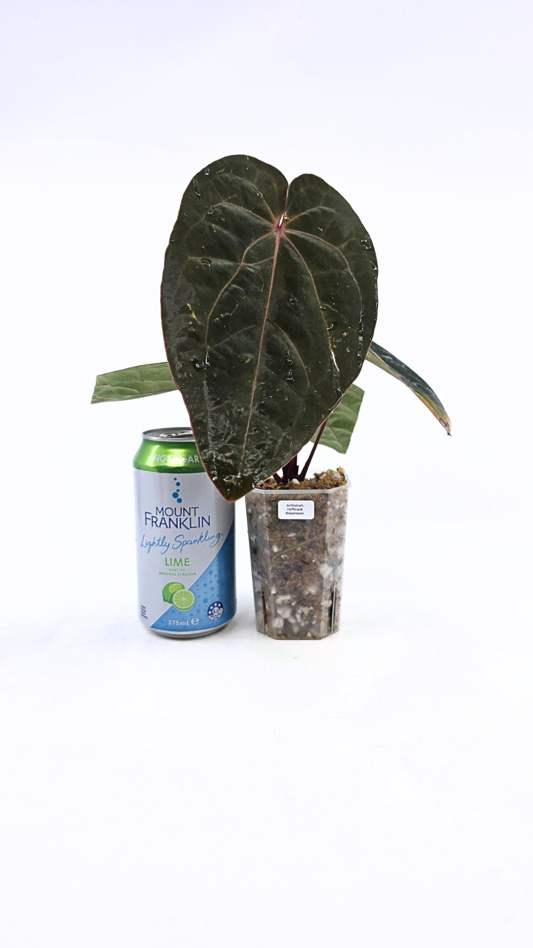 Rare indoor plant Anthurium Bloodmoon clone available from rare house plant shop The Leaf Gallery in Perth, Western Australia