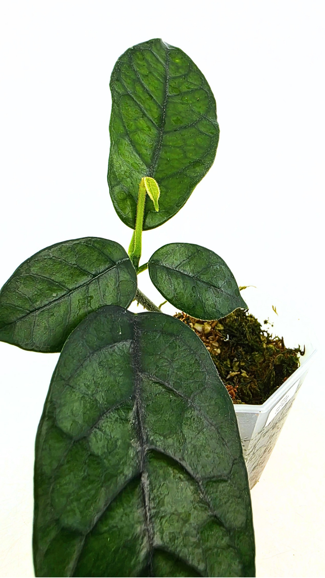 Rare waxplant Hoya Globulosa Cao Bang available for sale at rare plant shop The Leaf Gallery in Perth, Western Australia