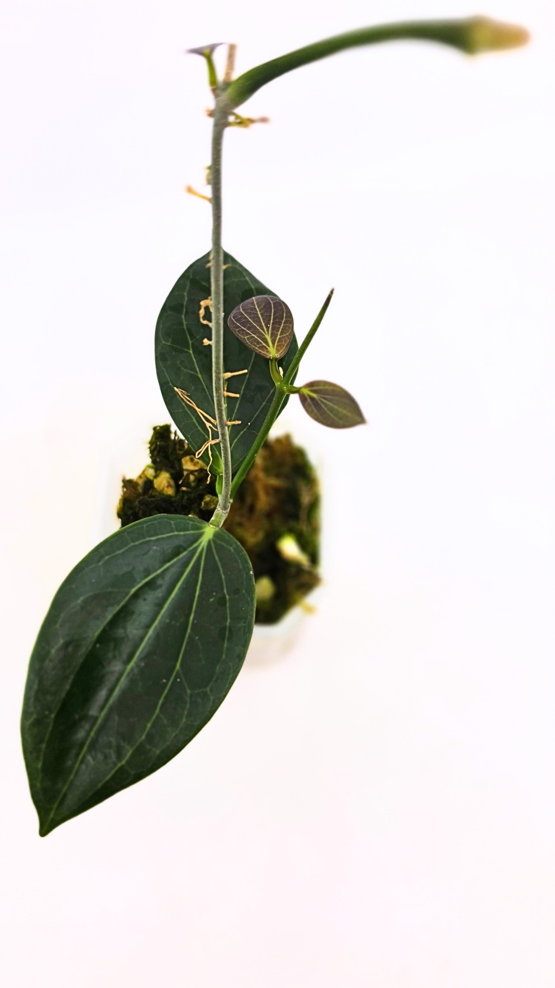 Rare waxplant Hoya Hellwigiana IML1101 available for sale at rare plant shop The Leaf Gallery in Perth, Western Australia