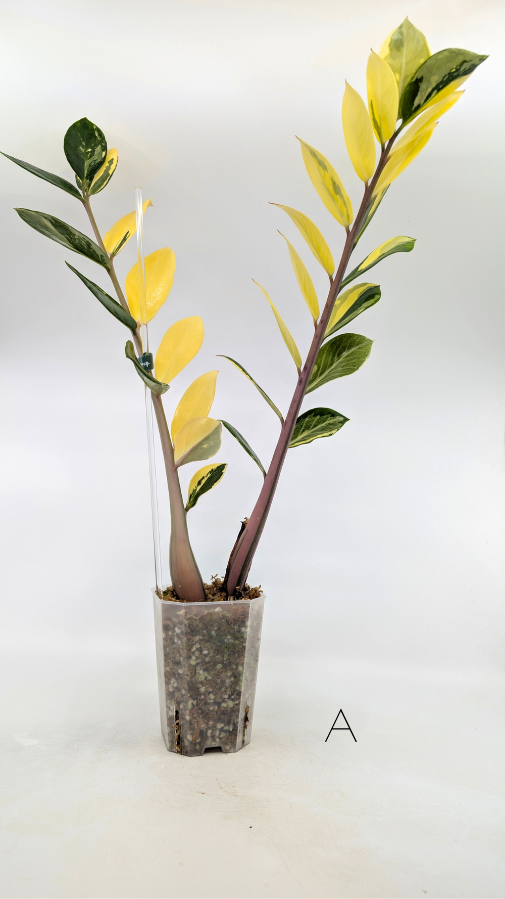 Zamioculcas Zamiifolia (ZZ plant)  The Leaf Gallery