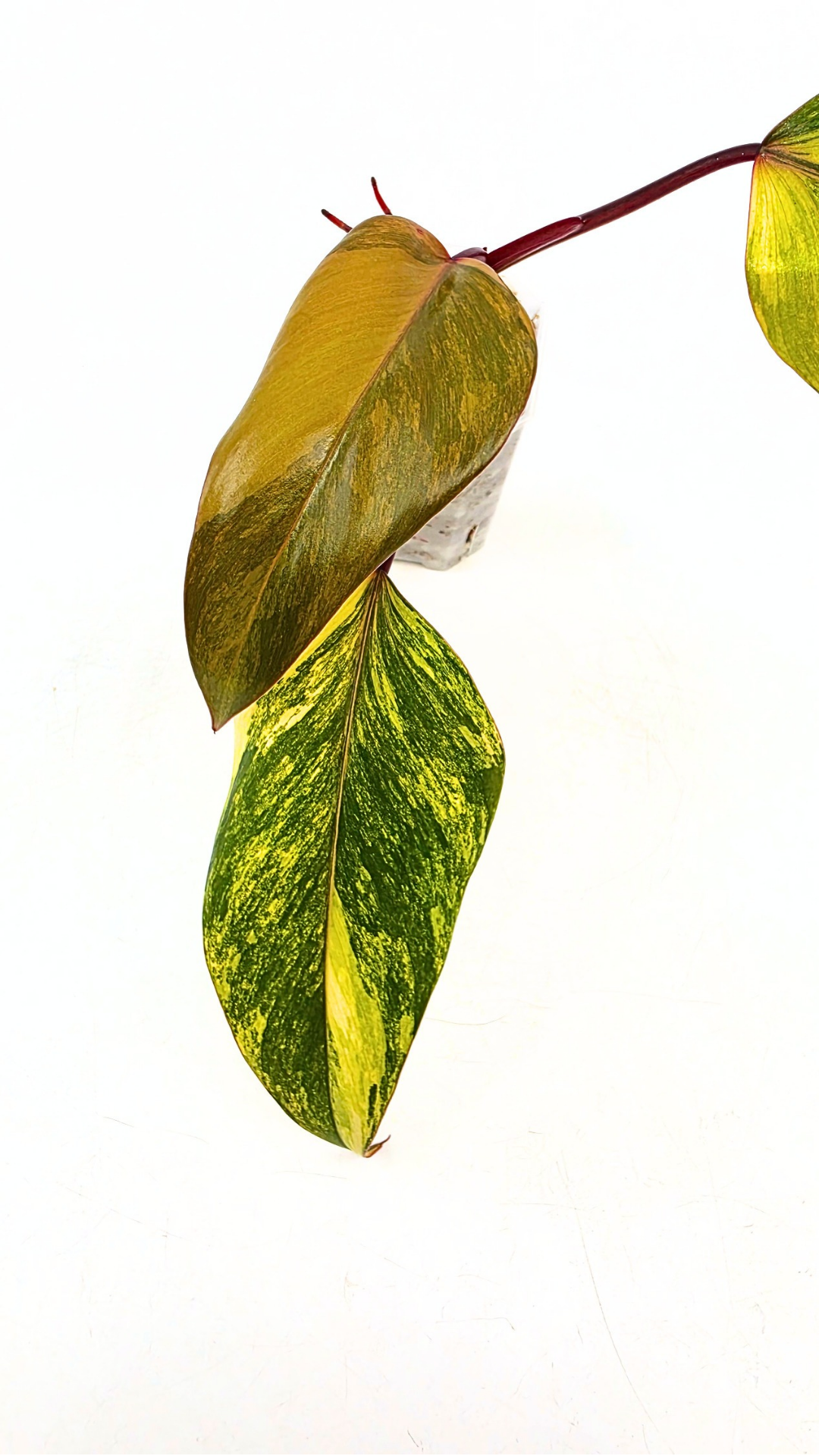 Rare indoor plant Philodendron Strawberry Shake grown and propagated by rare plant shop The Leaf Gallery in Perth, Western Australia