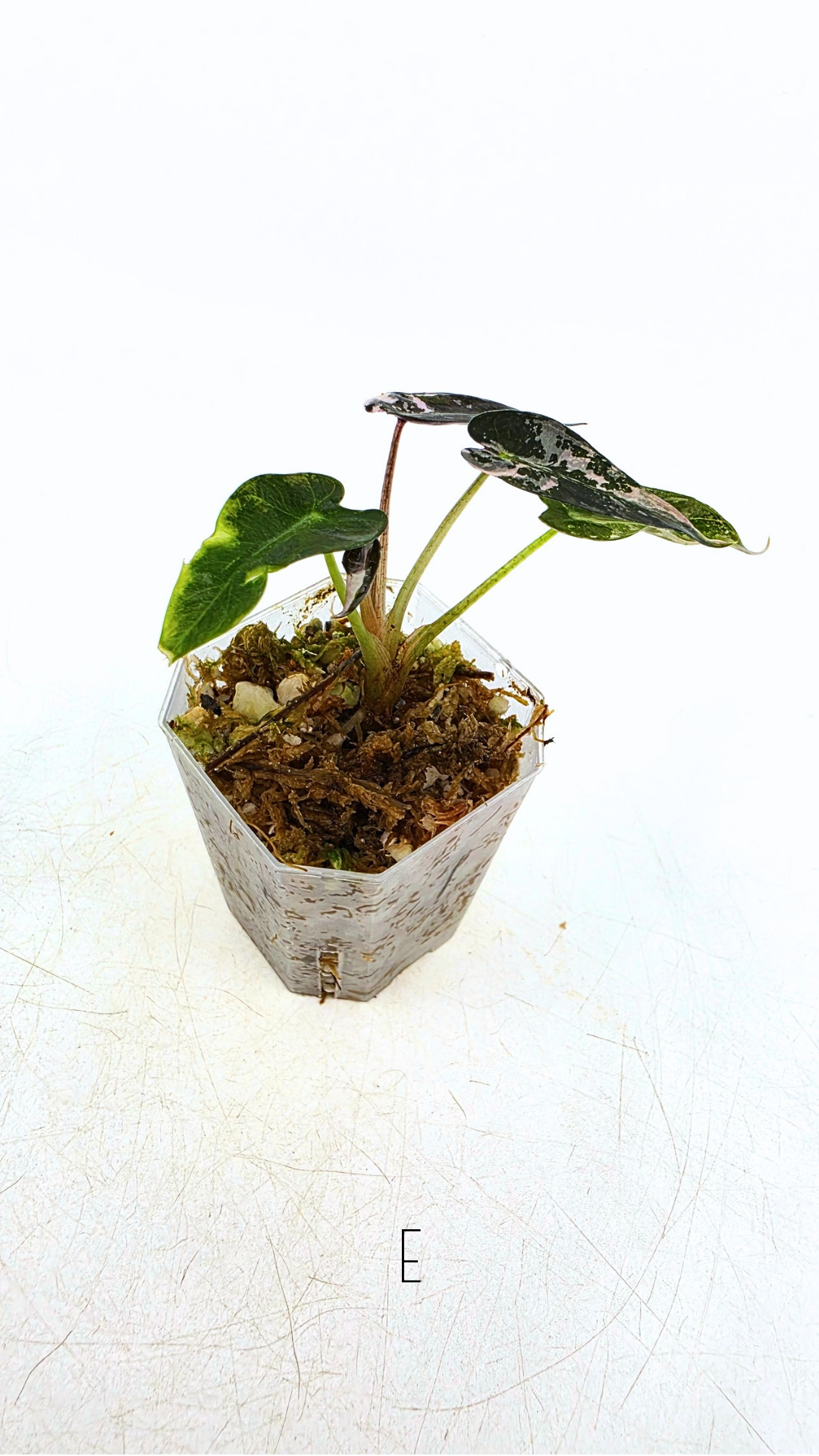 Rare indoor plant Alocasia Amazonica Bambino Pink TC plantlets available for sale at rare houseplant shop The Leaf Gallery in Perth, Western Australia
