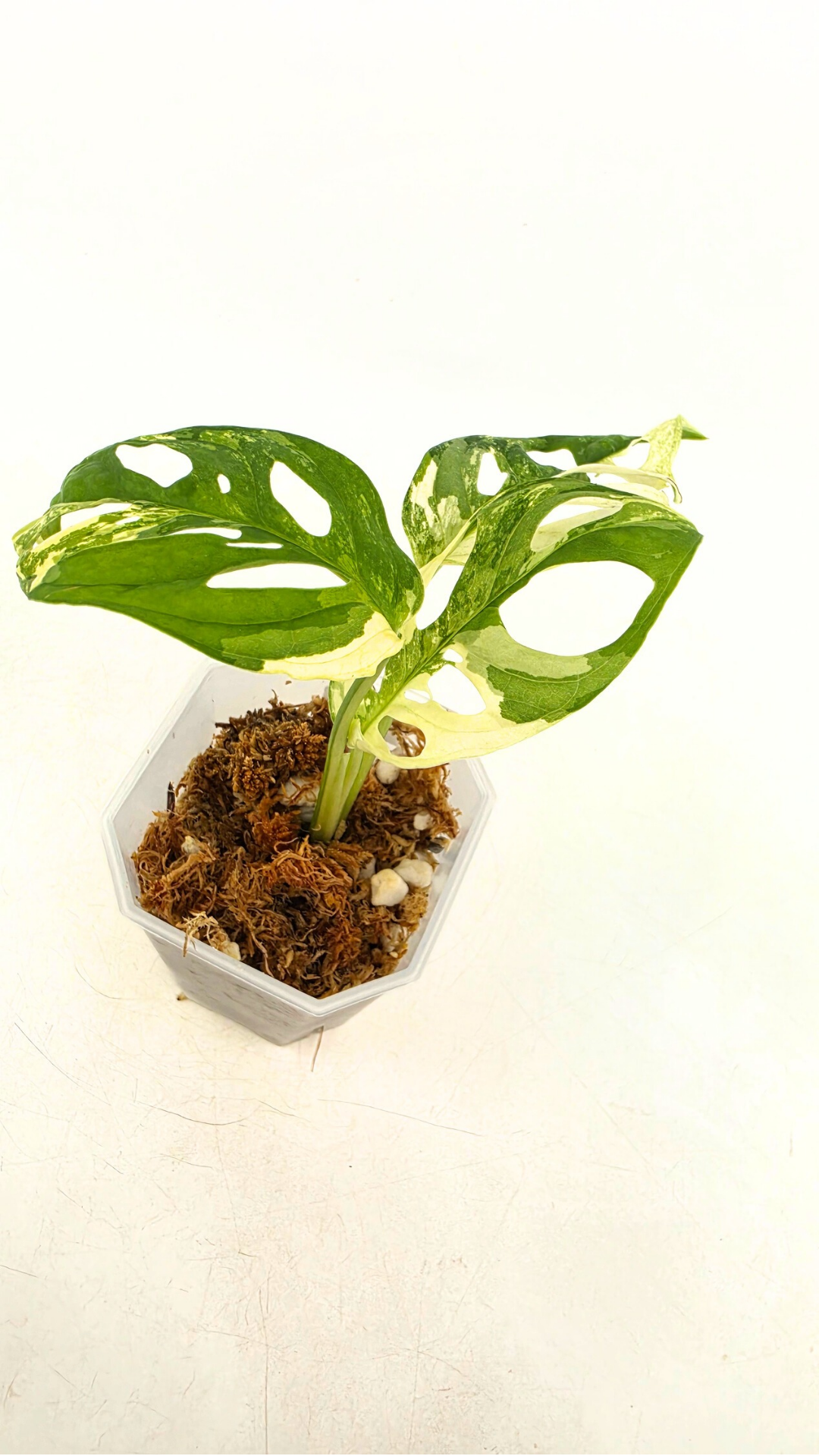 Rare indoor plant Monstera Adansonii Albo Varigated available for sale at rare houseplant shop The Leaf Gallery in Perth, Western Australia