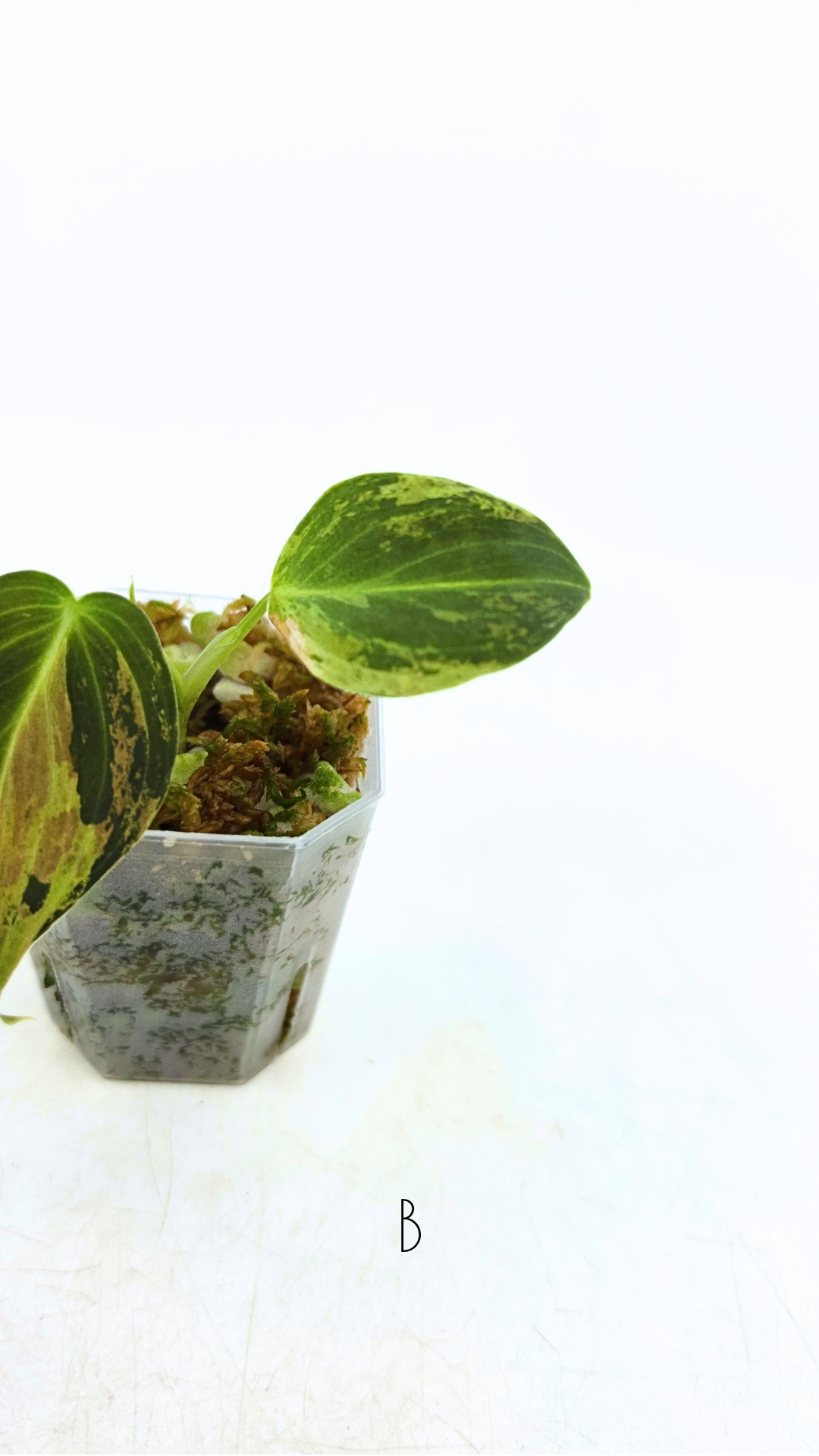 Rare plant Philodendron Melanochrysum Varigated available for sale at rare plant shop The Leaf Gallery in Perth, Western Australia