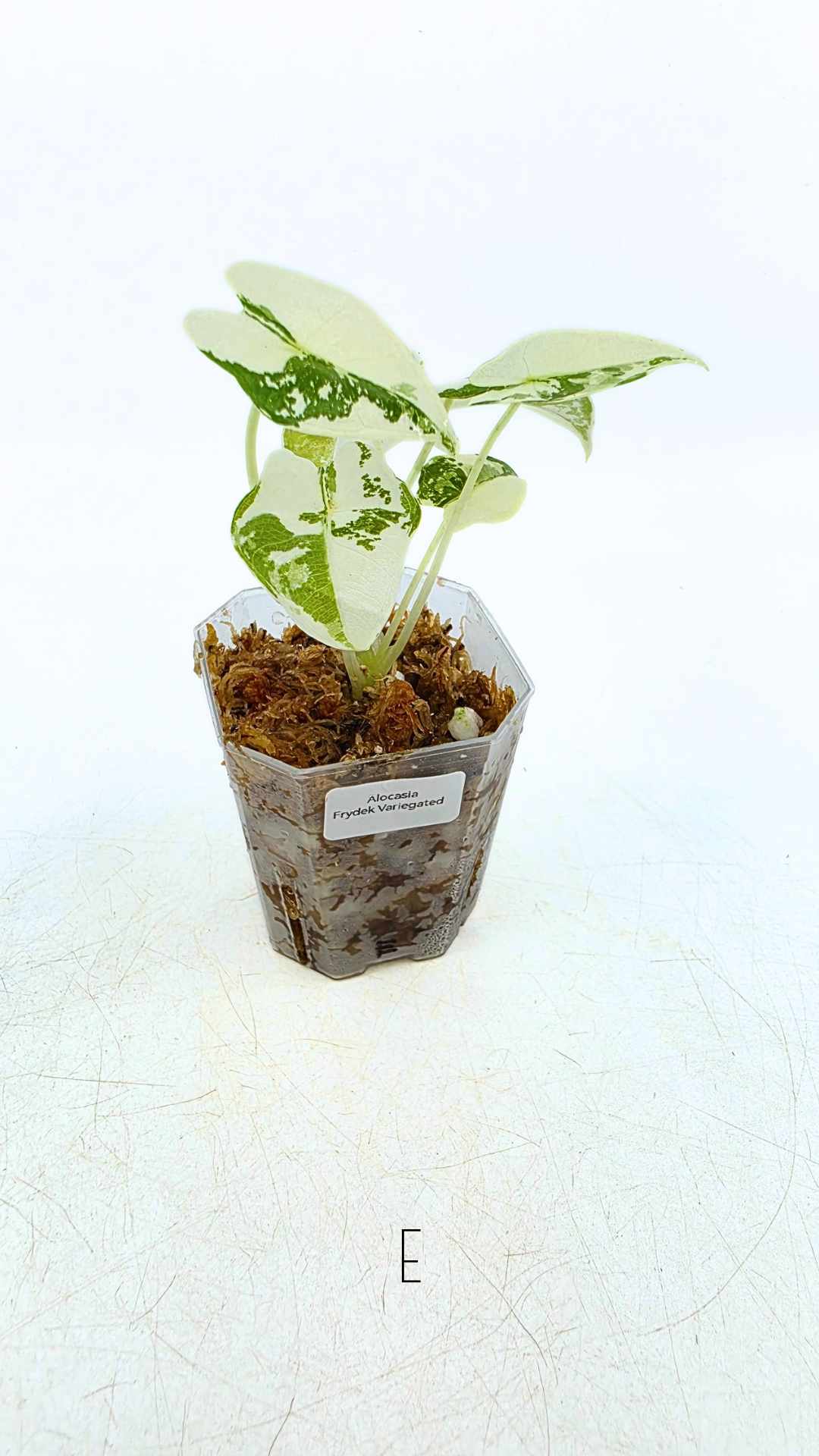 Rare indoor plant Alocasia Frydek Variegated available for sale at rare house plant shop The Leaf Gallery in Perth, Western Australia