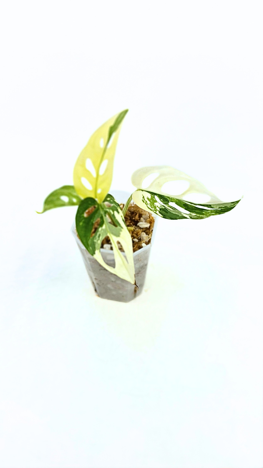 Rare indoor plant Monstera Adansonii Albo Varigated available for sale at rare houseplant shop The Leaf Gallery in Perth, Western Australia