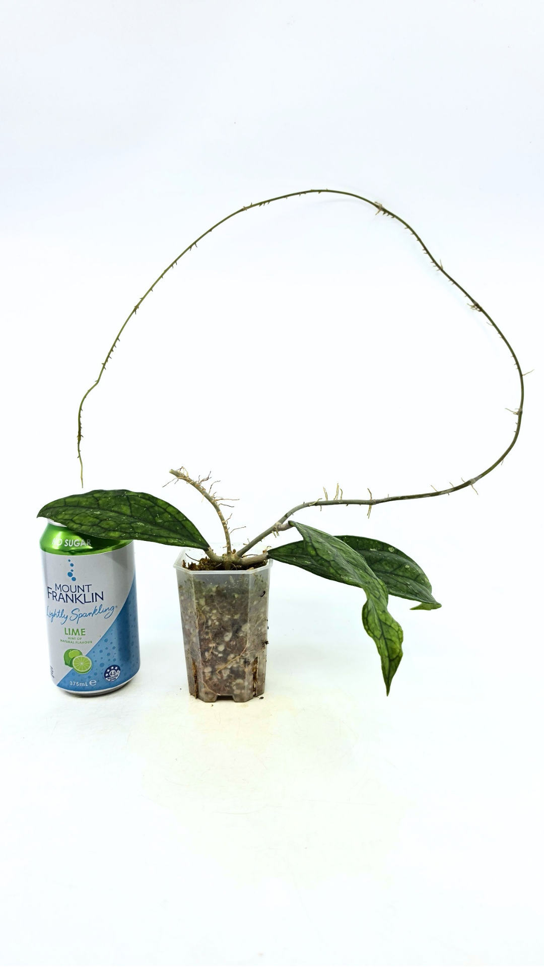 Rare waxplant Hoya Decipulae available for sale at rare indoor plant shop The Leaf Gallery in Perth, Western Australia