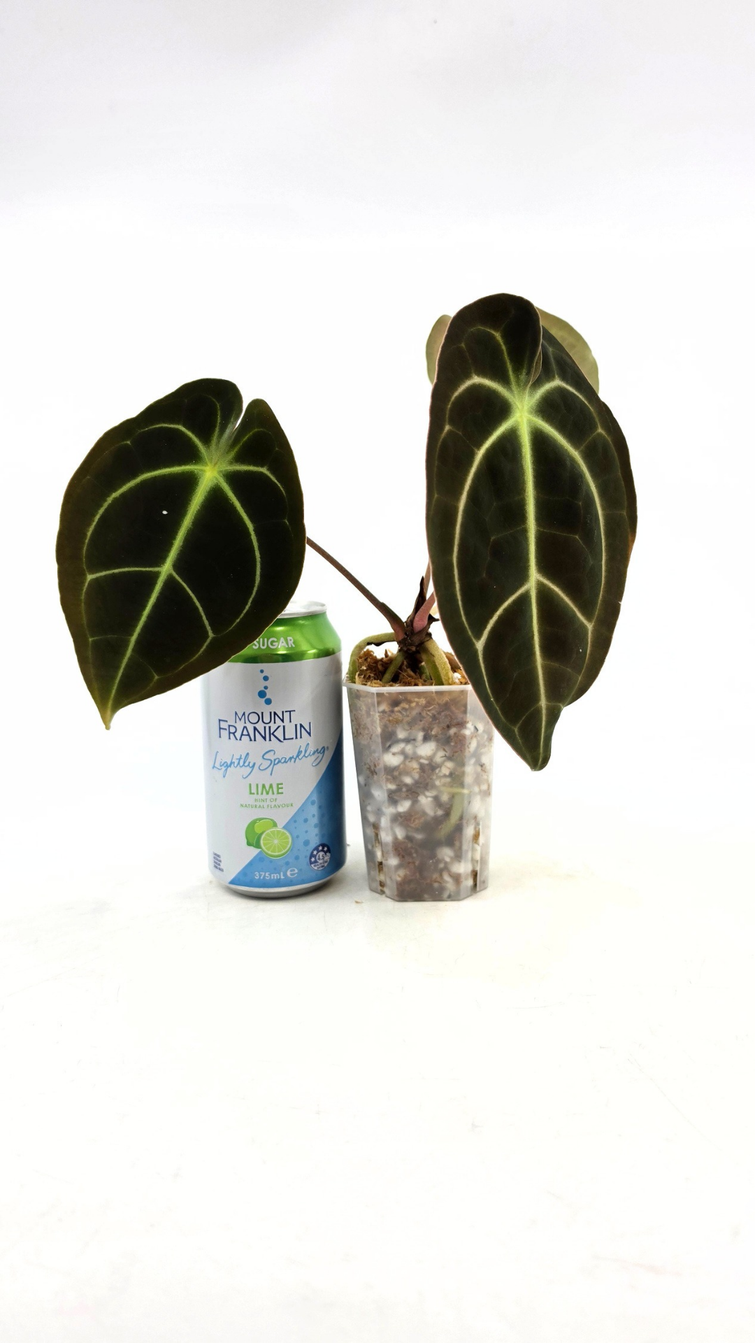 Rare anthurium hybrid Dark Forgetii x Bessae Aff available from rare plant shop The Leaf Gallery in Perth, Western Australia