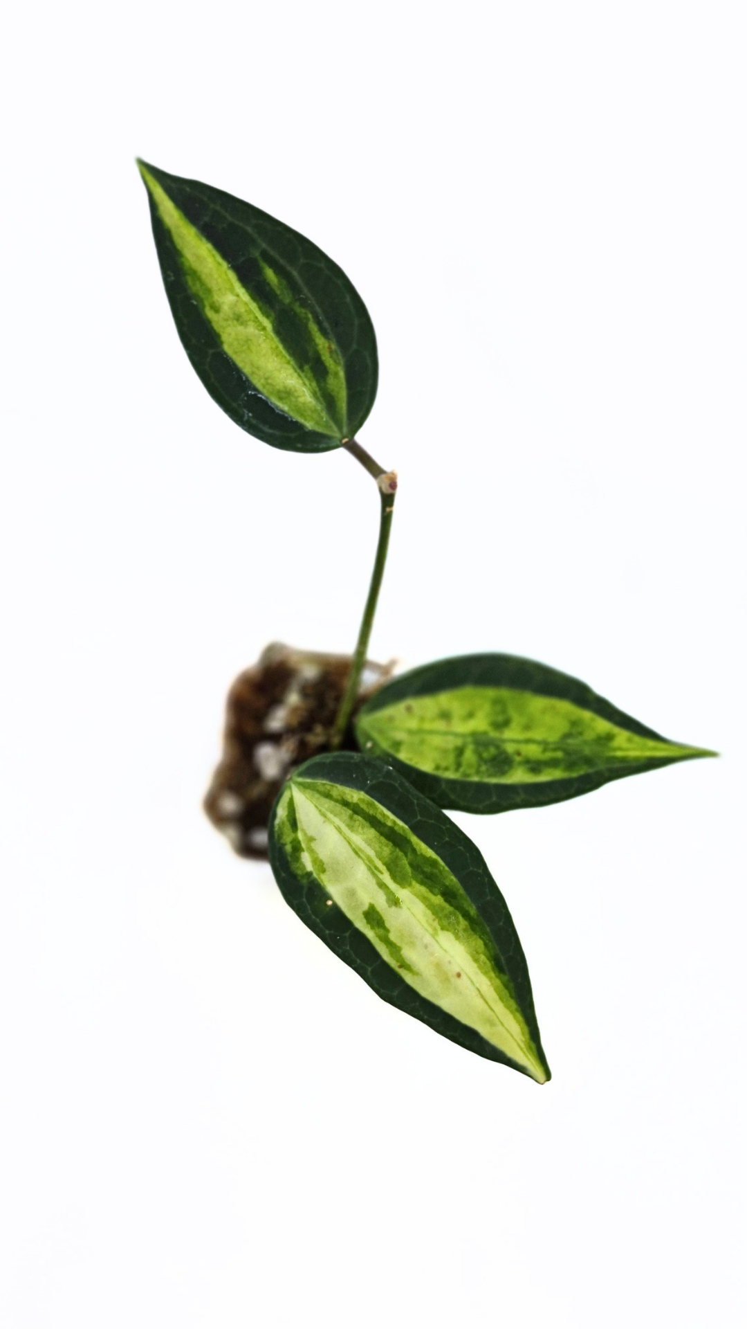 Rare waxplant Hoya Macrophylla Pot of Gold available for sale at rare indoor plant shop The Leaf Gallery in Perth, Western Australia