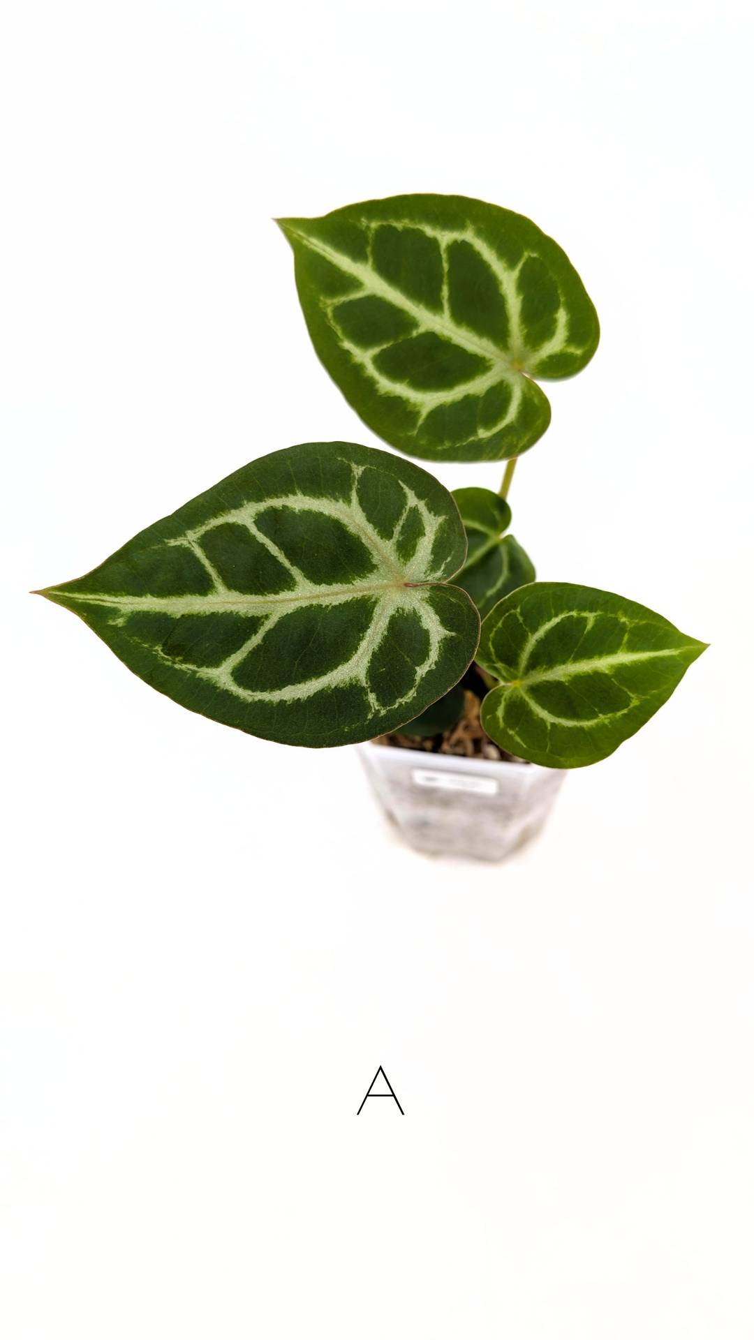 Rare anthurium hybrid Anthurium red dorayaki mutation with Anthurium Michelle by The Leaf Gallery in Perth, Western Australia