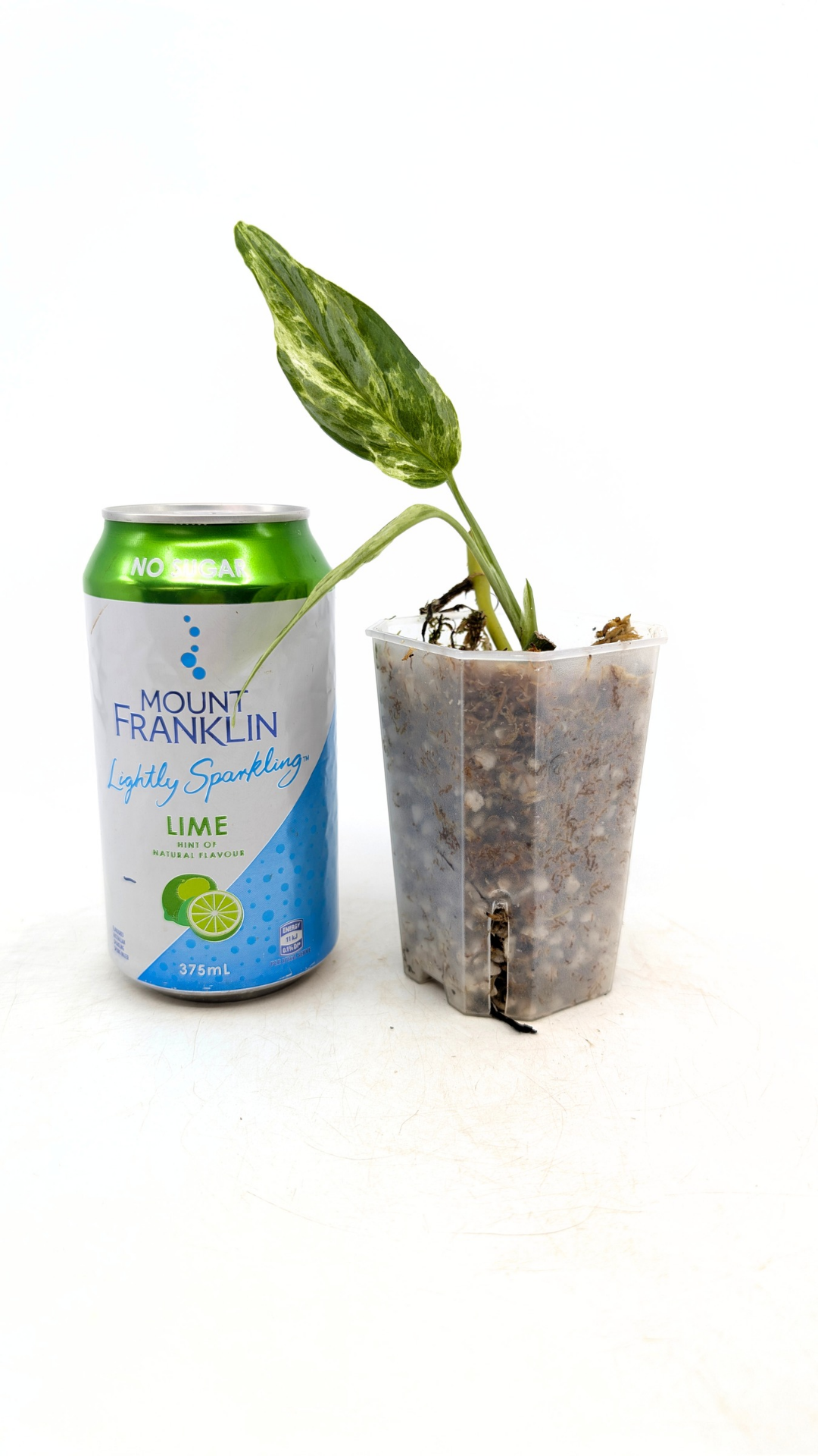 Rare indoor house plant Monstera Adansonii Mottled Mint Varigation Indonesian Form stem propagation by The Leaf Gallery in Perth.