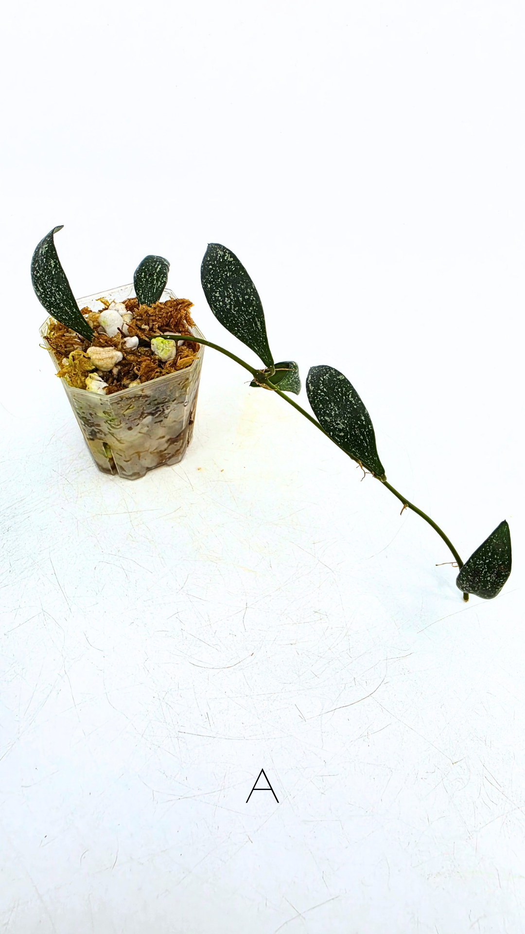 Rare waxplant Hoya Parviflora Splash available for sale at rare indoor plant shop The Leaf Gallery in Perth, Western Australia
