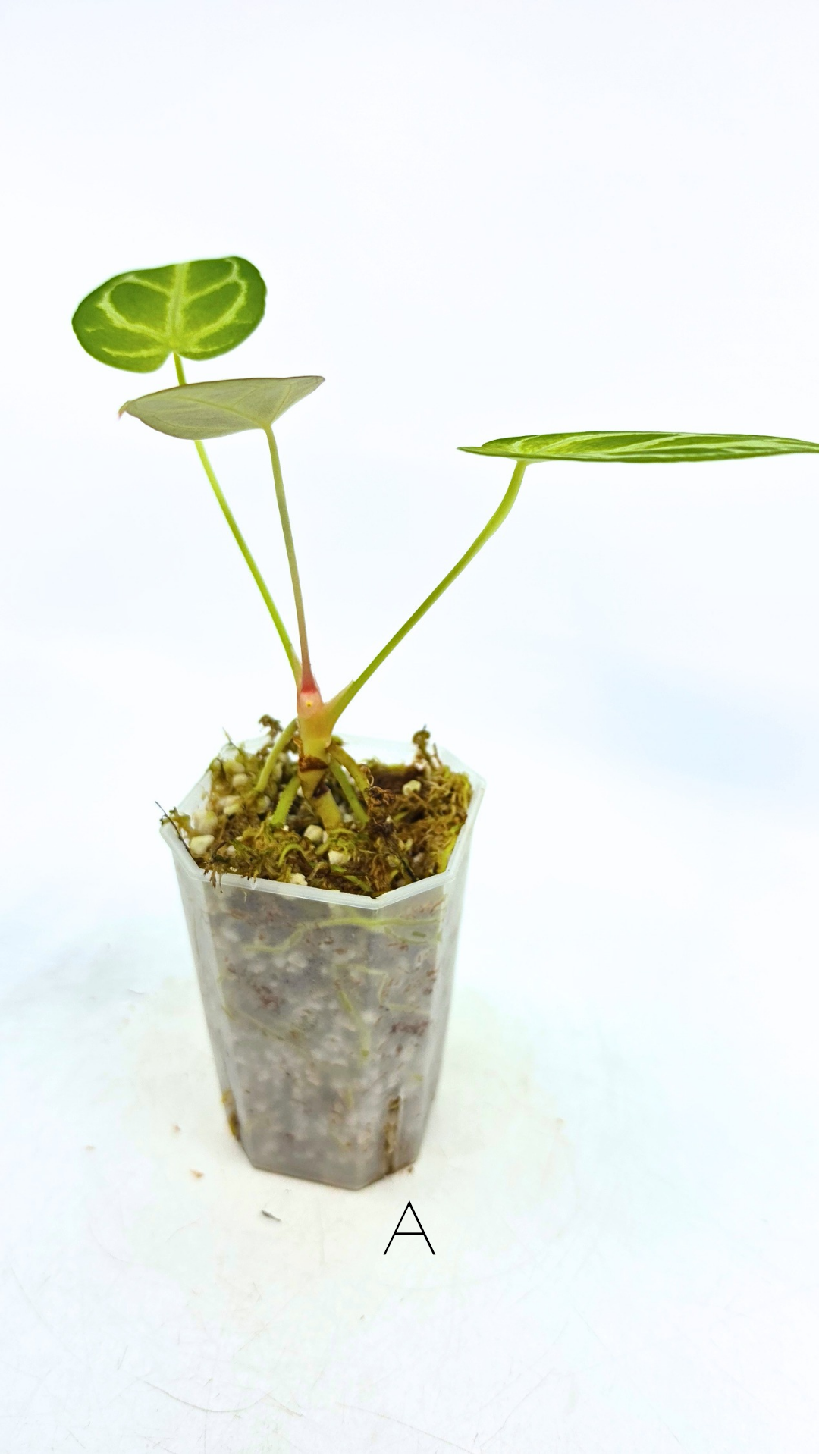 Rare anthurium hybrid Dark Forgetii cross with Anthurium Silver blush available for sale at rare plant shop The Leaf Gallery in Perth, Western Australia