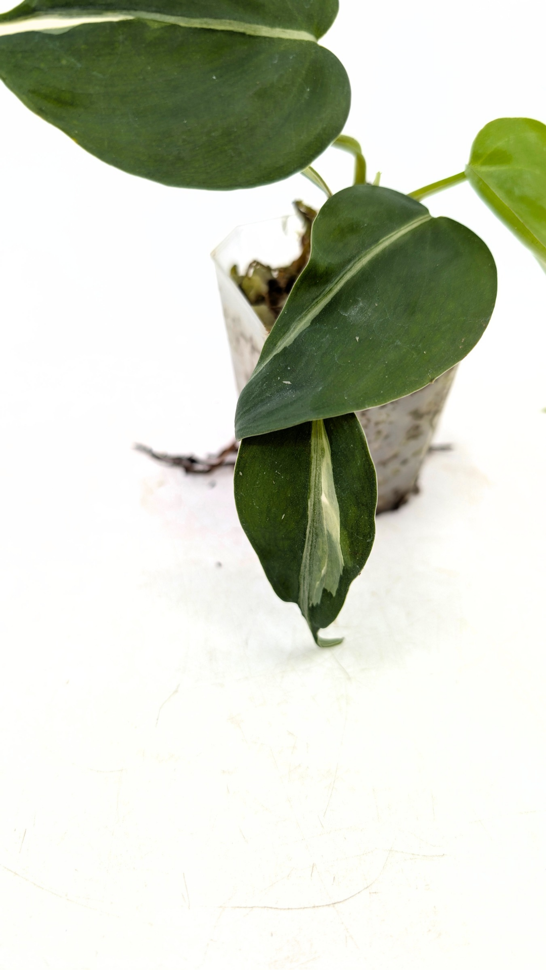 Rare plant Philodendron Rio available for sale at rare plant shop The Leaf gallery in Perth, Western Australia