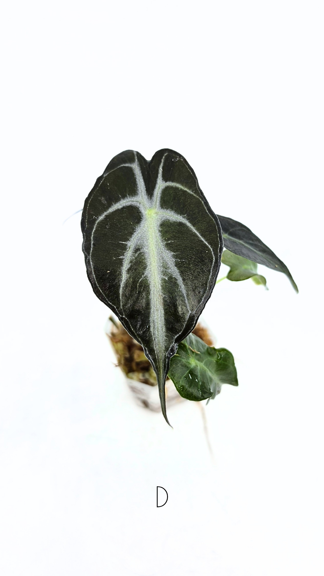 Rare indoor plant Alocasia Venom available for sale at rare house plant shop The Leaf Gallery in Perth, Western Australia.