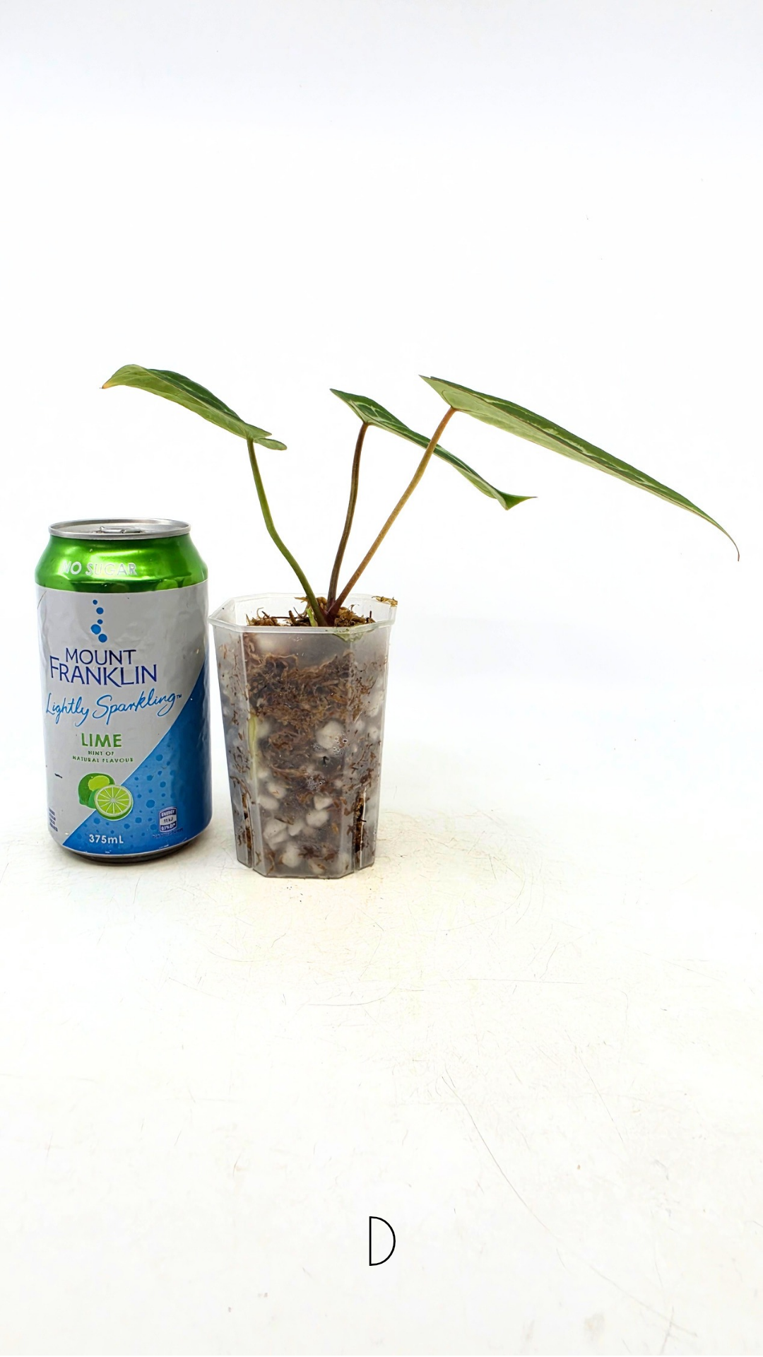 Rare anthurium hybrid Anthurium red dorayaki mutation with Anthurium Michelle by The Leaf Gallery in Perth, Western Australia