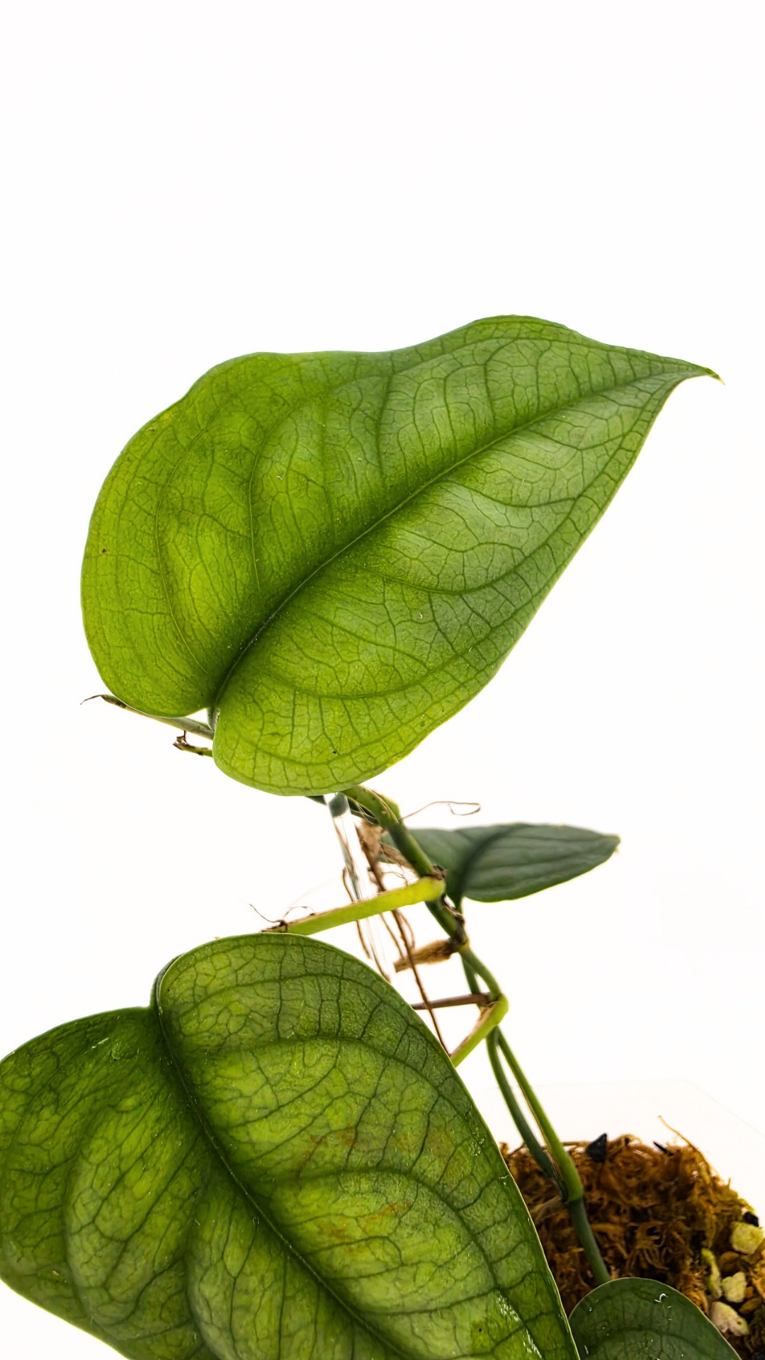 Rare plant Anadendrum Affine often mislabeled as rare Scindapsus Lucens available at rare plant shop The Leaf Gallery in Perth, Western Australia