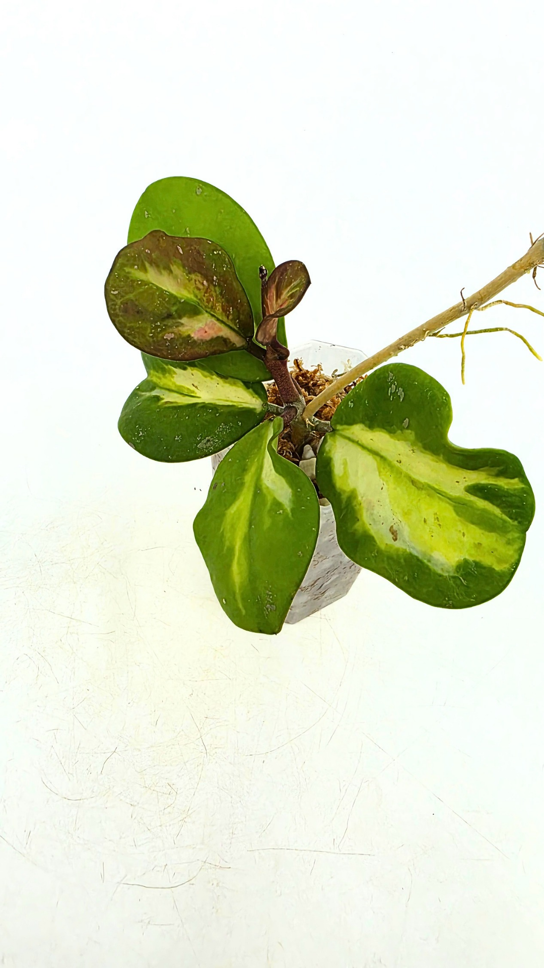 Rare waxplant Hoya Obavata Splash Variegated available for sale at rare indoor plant shop The Leaf Gallery in Perth, Western Australia.