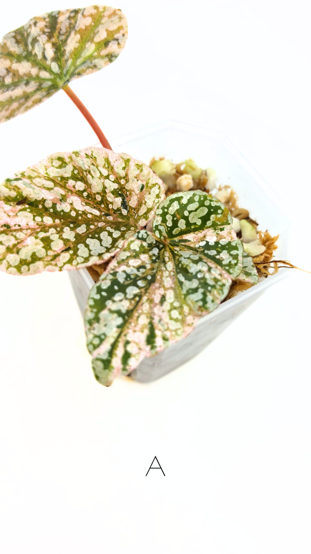 Rare Begonia Snow Capped Pink Variegated available for sale at rare plant shop The Leaf Gallery in Perth, Western Australia
