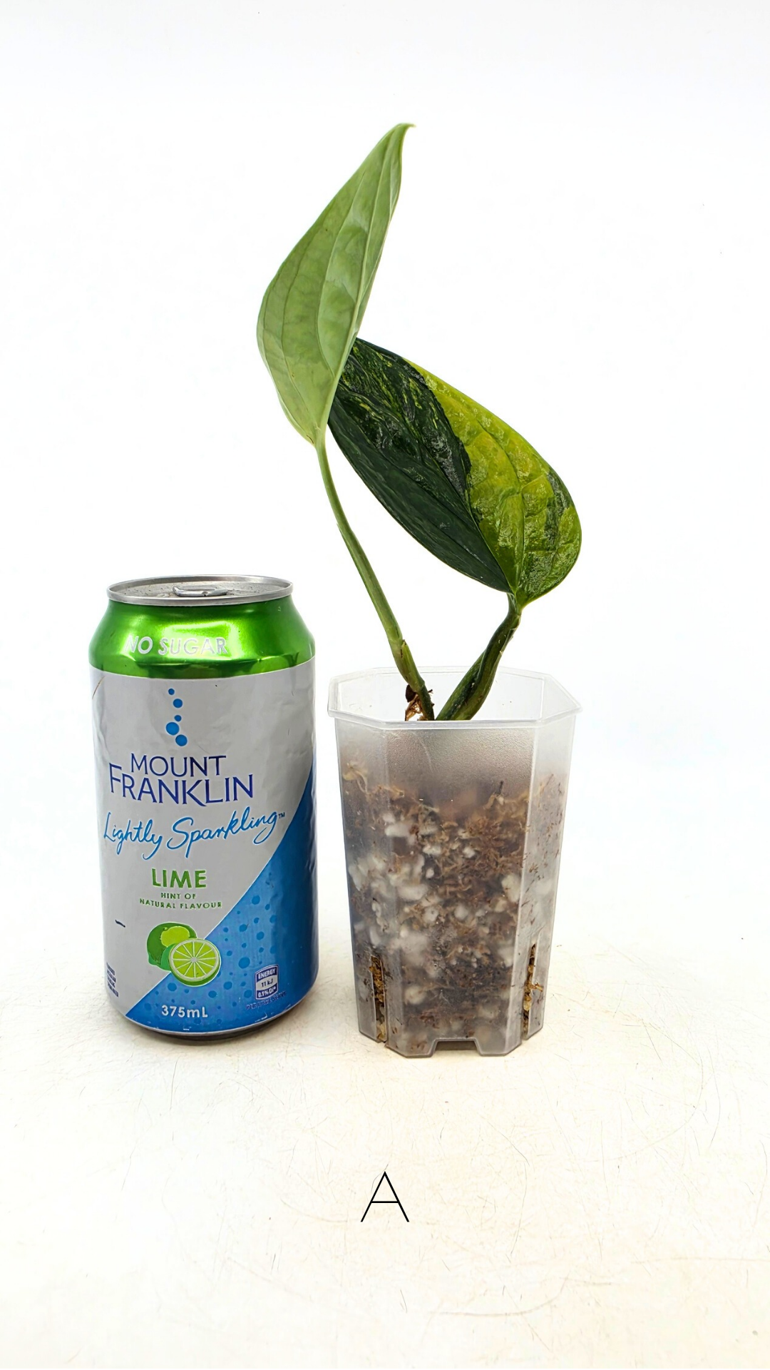 Rare indoor plant Monstera Peru Karstenianum Varigated at rare plant shop The Leaf Gallery in Perth, Western Australia