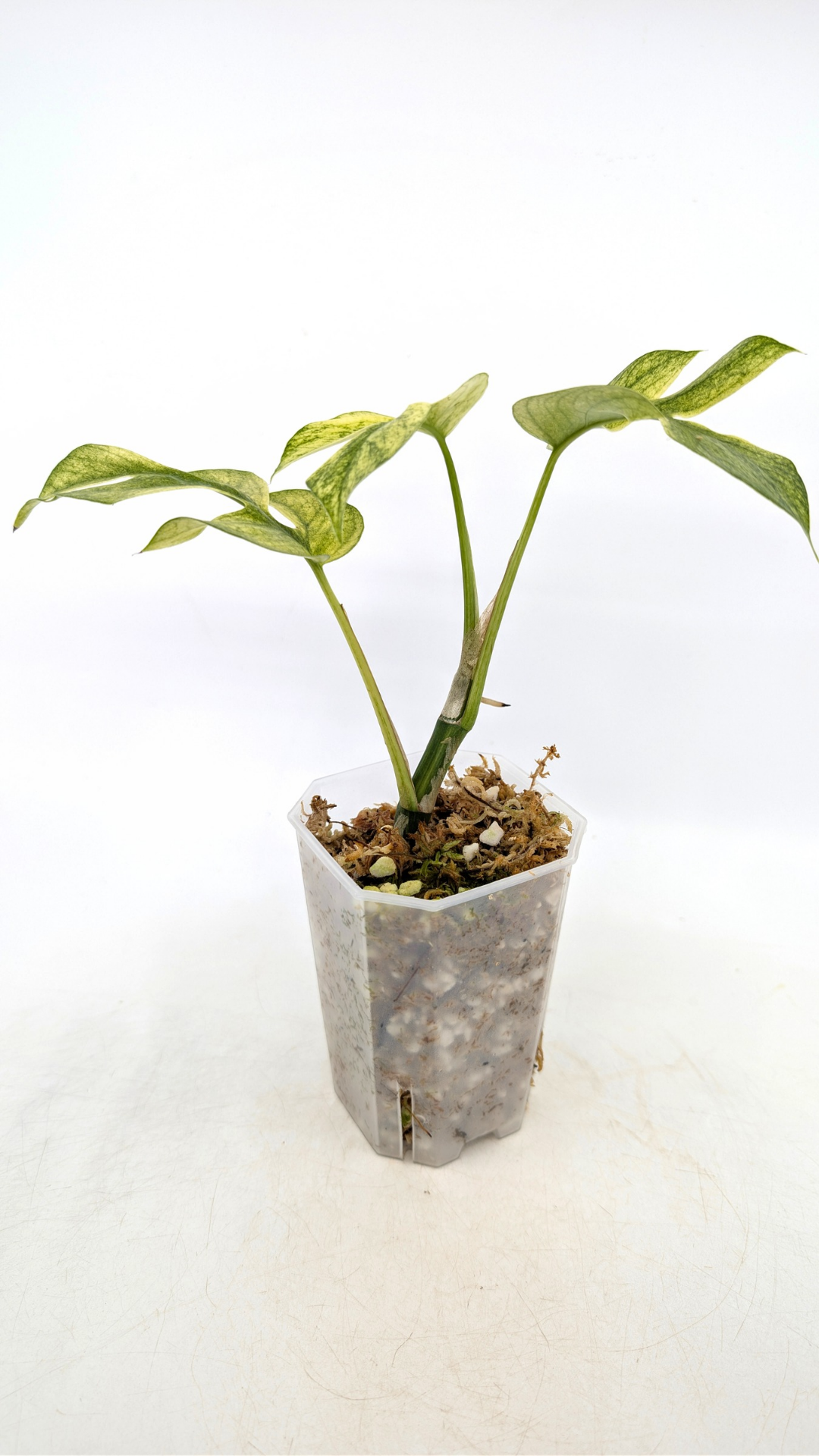 Rare indoor plant Raphidophora Tetrasperma Mint Varigated for sale by rare plant shop The Leaf Gallery in Perth, Western Australia