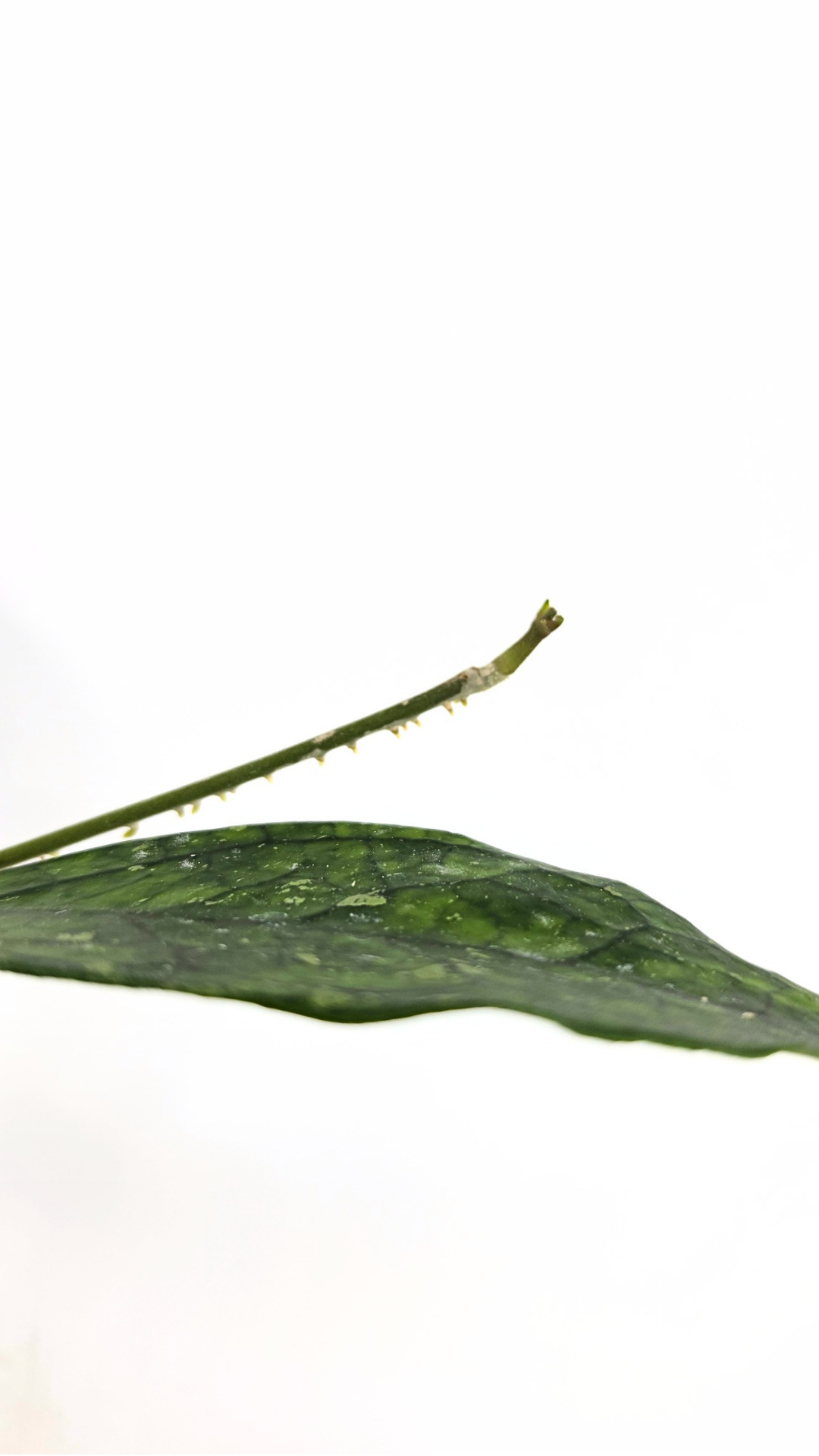 Rare waxplant Hoya Decipulae available for sale at rare indoor plant shop The Leaf Gallery in Perth, Western Australia