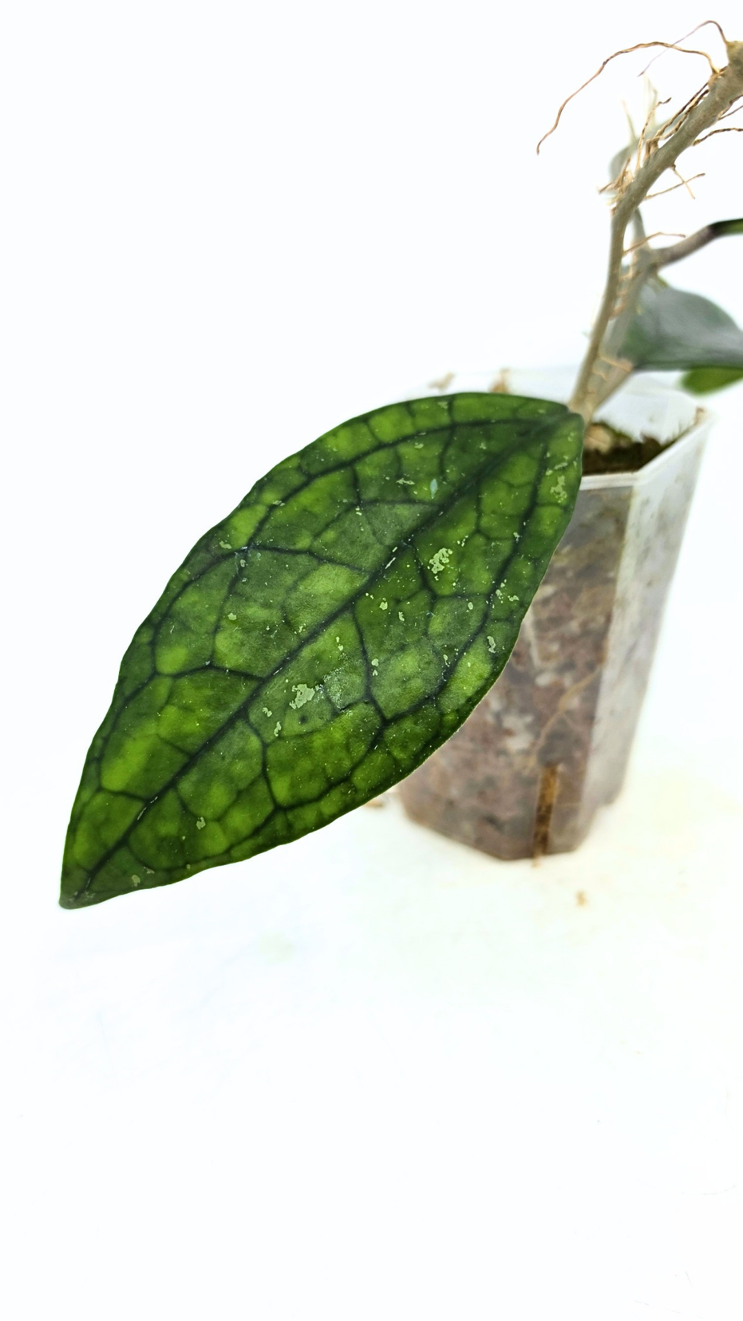 Rare waxplant Hoya Decipulae available for sale at rare indoor plant shop The Leaf Gallery in Perth, Western Australia