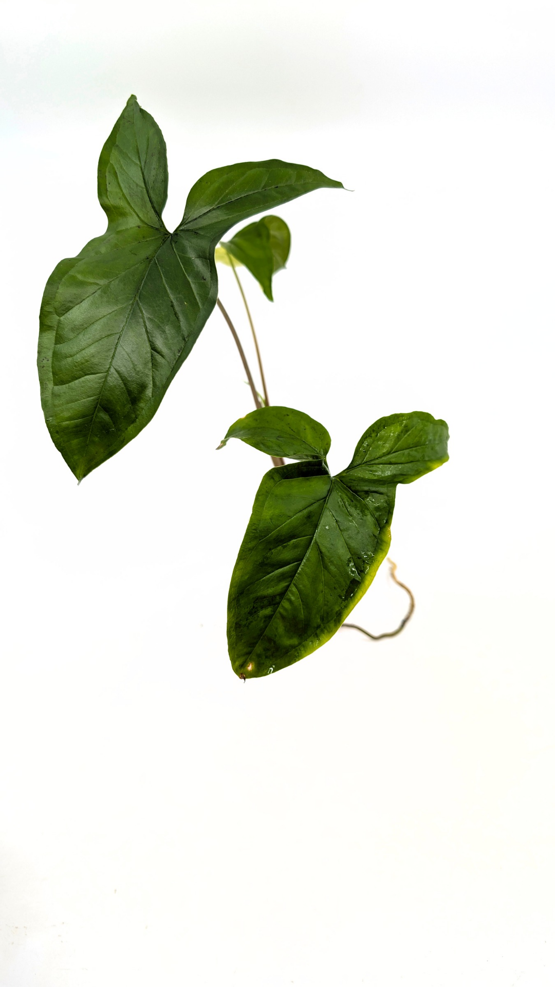Rare houseplant Syngonium Fantasy Aurea available at rare indoor plant shop The Leaf Gallery in Perth, Western Australia
