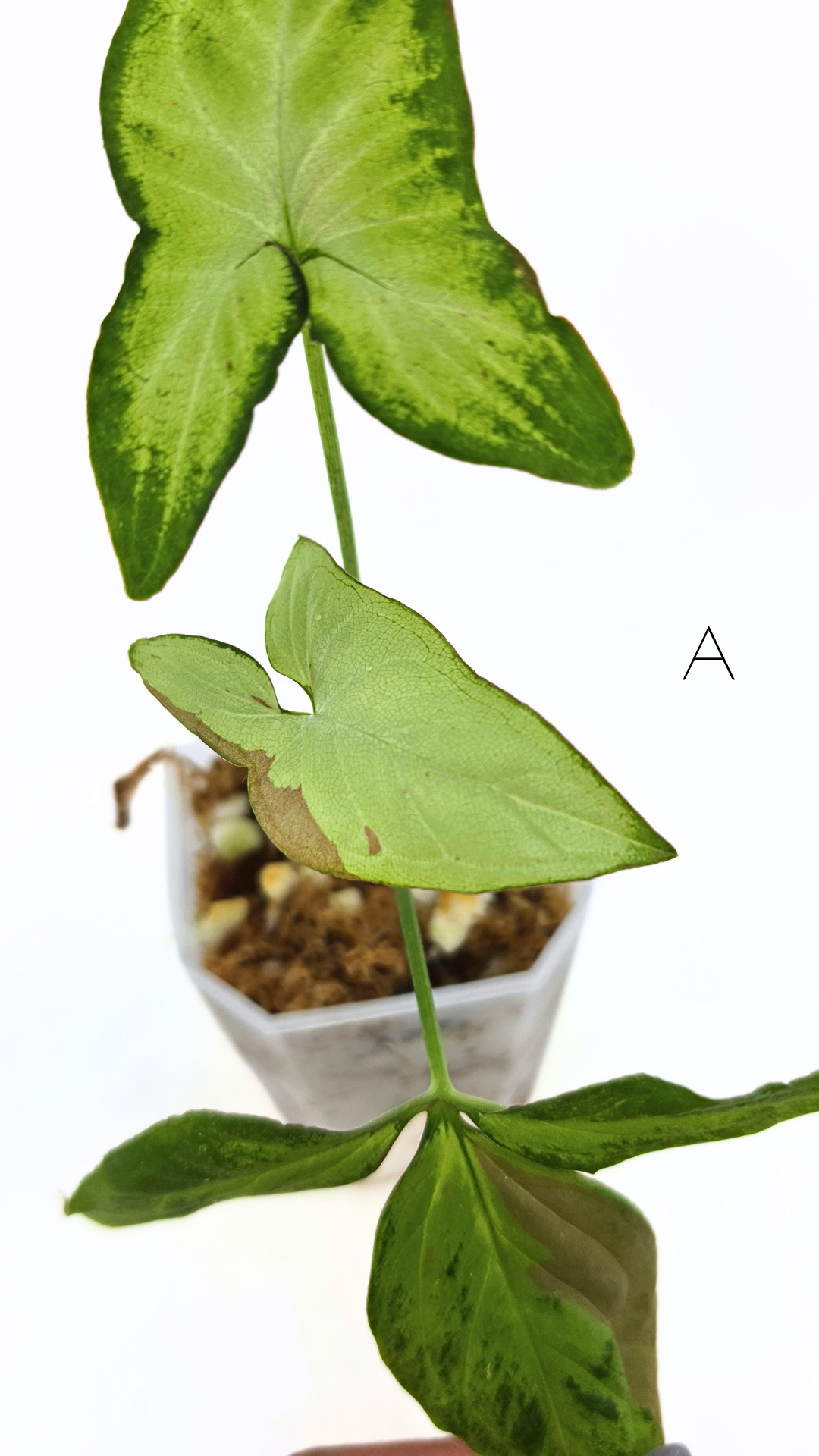 Rare indoor plant Syngonium Redspot Tricolour available for sale at The Leaf Gallery in Perth, Western Australia.