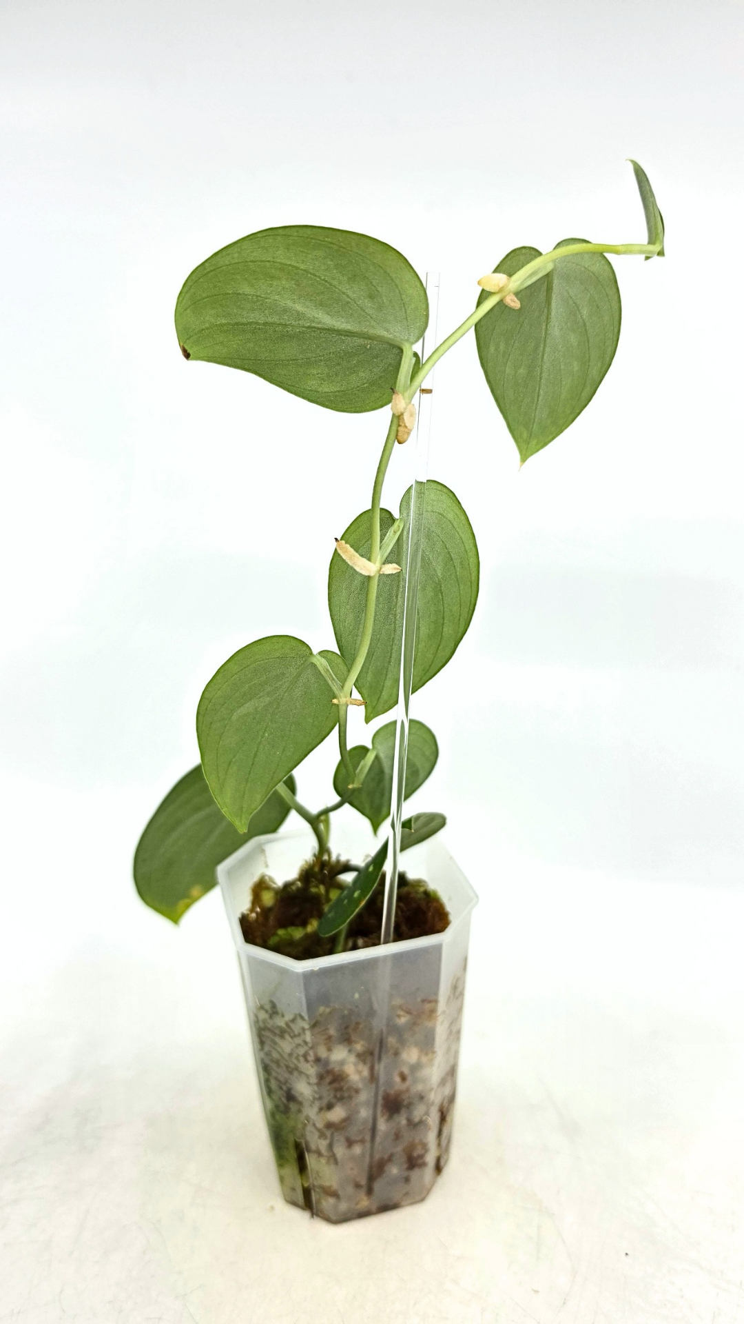 Rare indoor plant Scindapsus Pictus Haask Snake Scale Available for sale at rare plant shop The Leaf Gallery in Perth, Western Australia