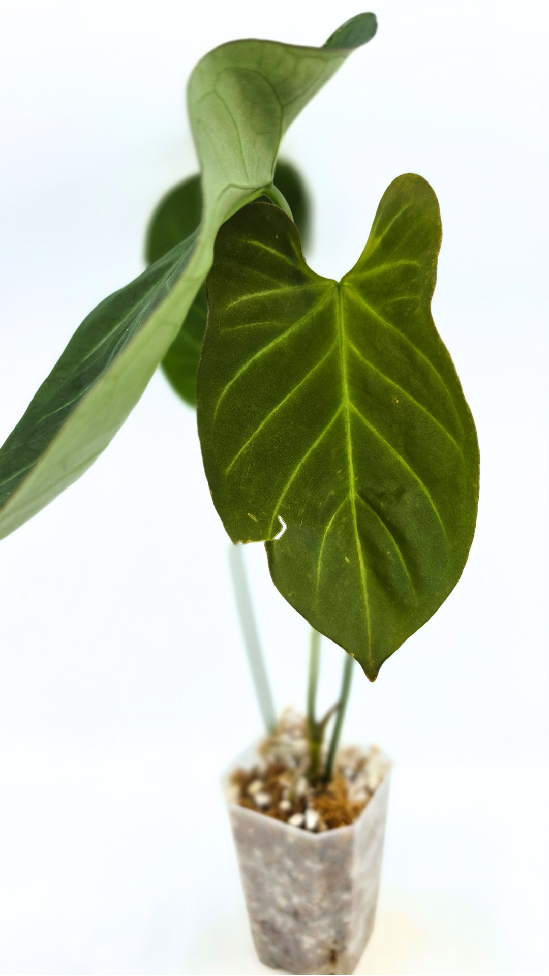 Uncommon indoor plant Anthurium Bosworth Beauty x Crystallinum available for sale at rare plant shop The Leaf Gallery in Perth, Western Australia