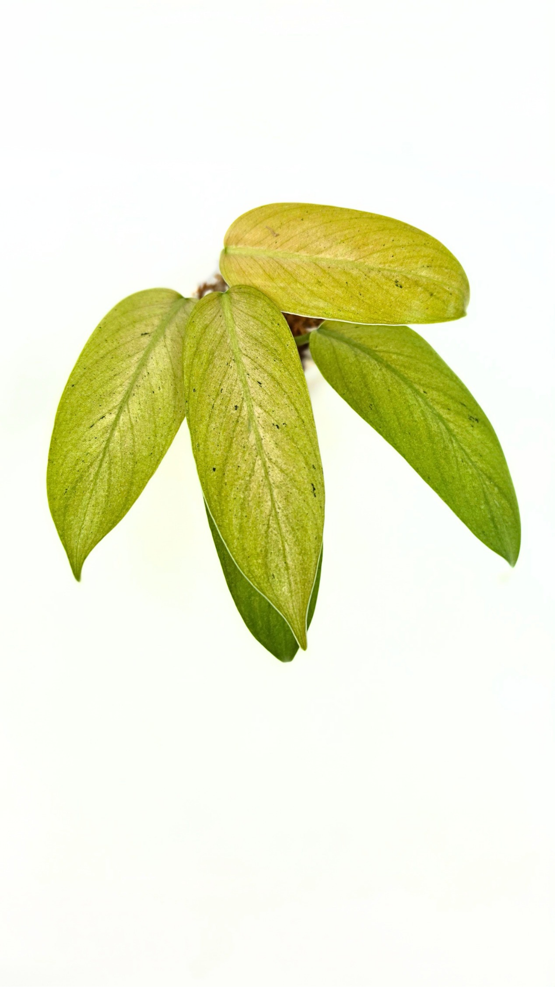 Rare indoor plant Philodendron Whipple Way available for sale at rare plant shop The Leaf Gallery in Perth, Western Australia