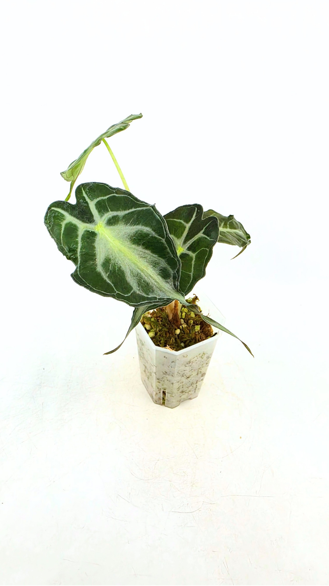 Rare indoor plant Alocasia Venom available for sale at rare house plant shop The Leaf Gallery in Perth, Western Australia.