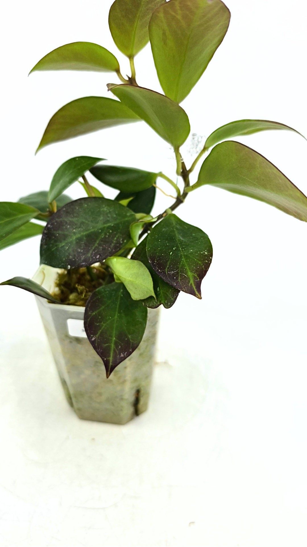 Rare waxplant Hoya Sunrise available at rare plant shop The Leaf Gallery in Perth Western Australia