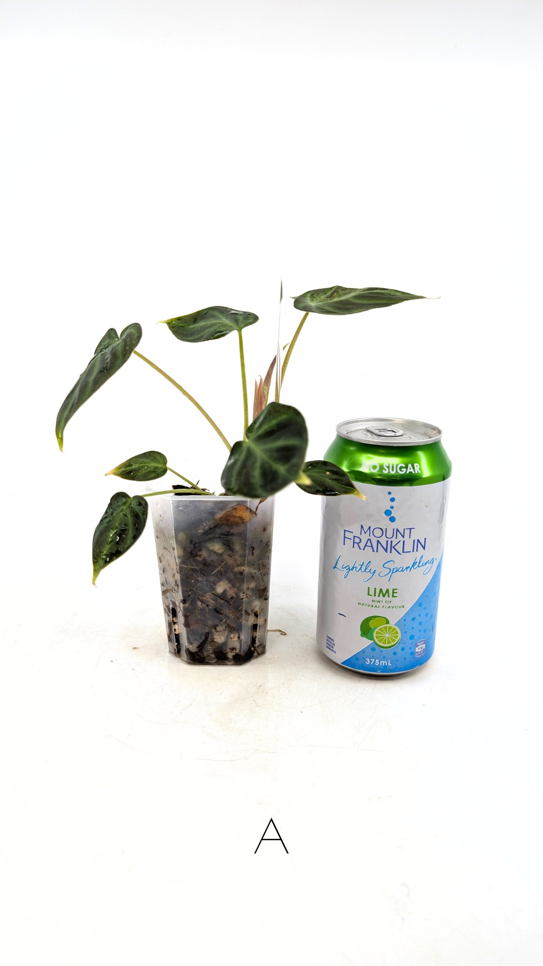 Rare indoor plant Philodendron Verrucusom Mint Variegated available for sale at rare house plant shop The Leaf Gallery in Perth, Western Australia