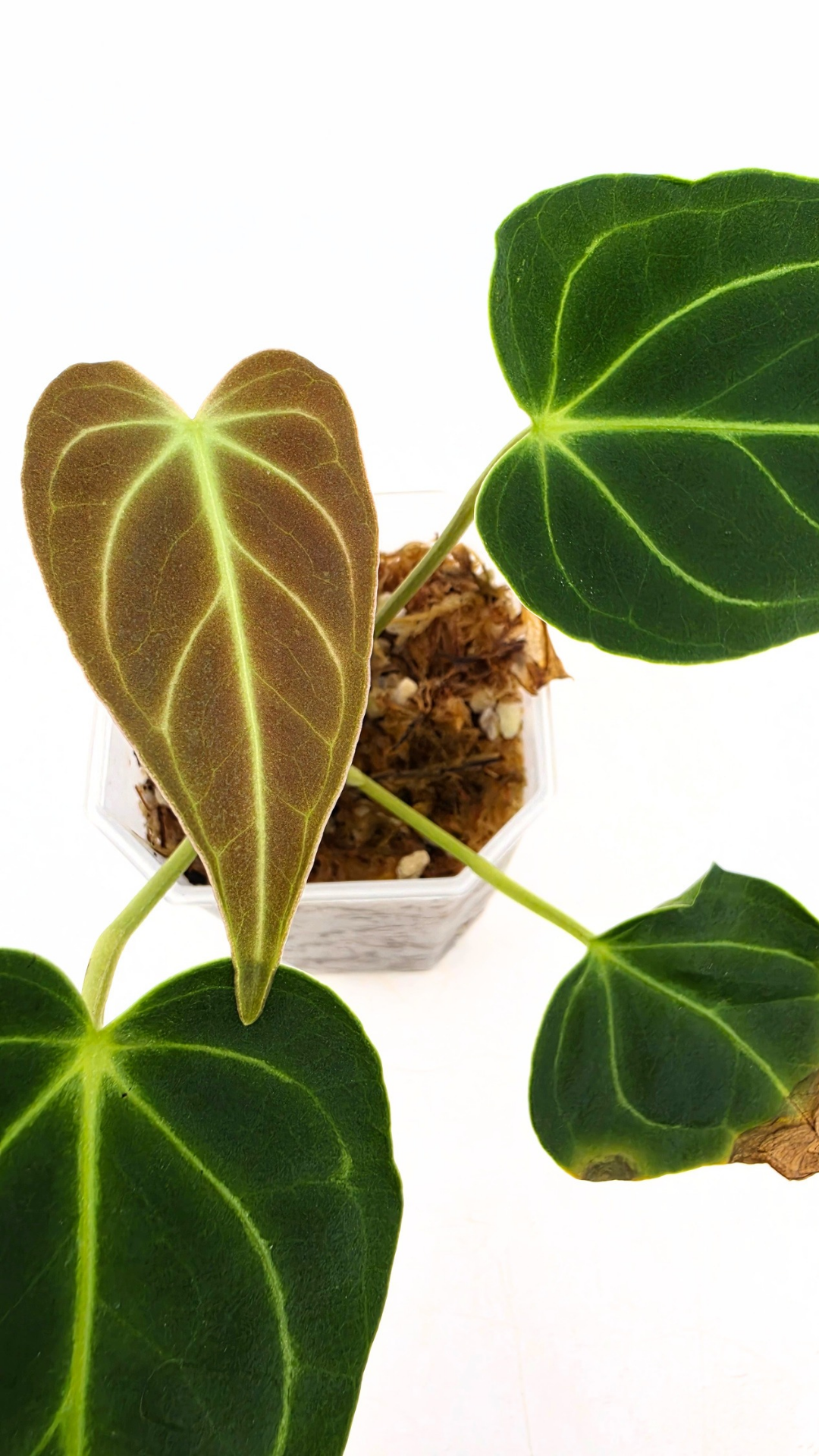 Rare indoor plant pure Anthurium Regale seedlings available for sale at rare house plant shop The Leaf Gallery in Perth, Western Australia