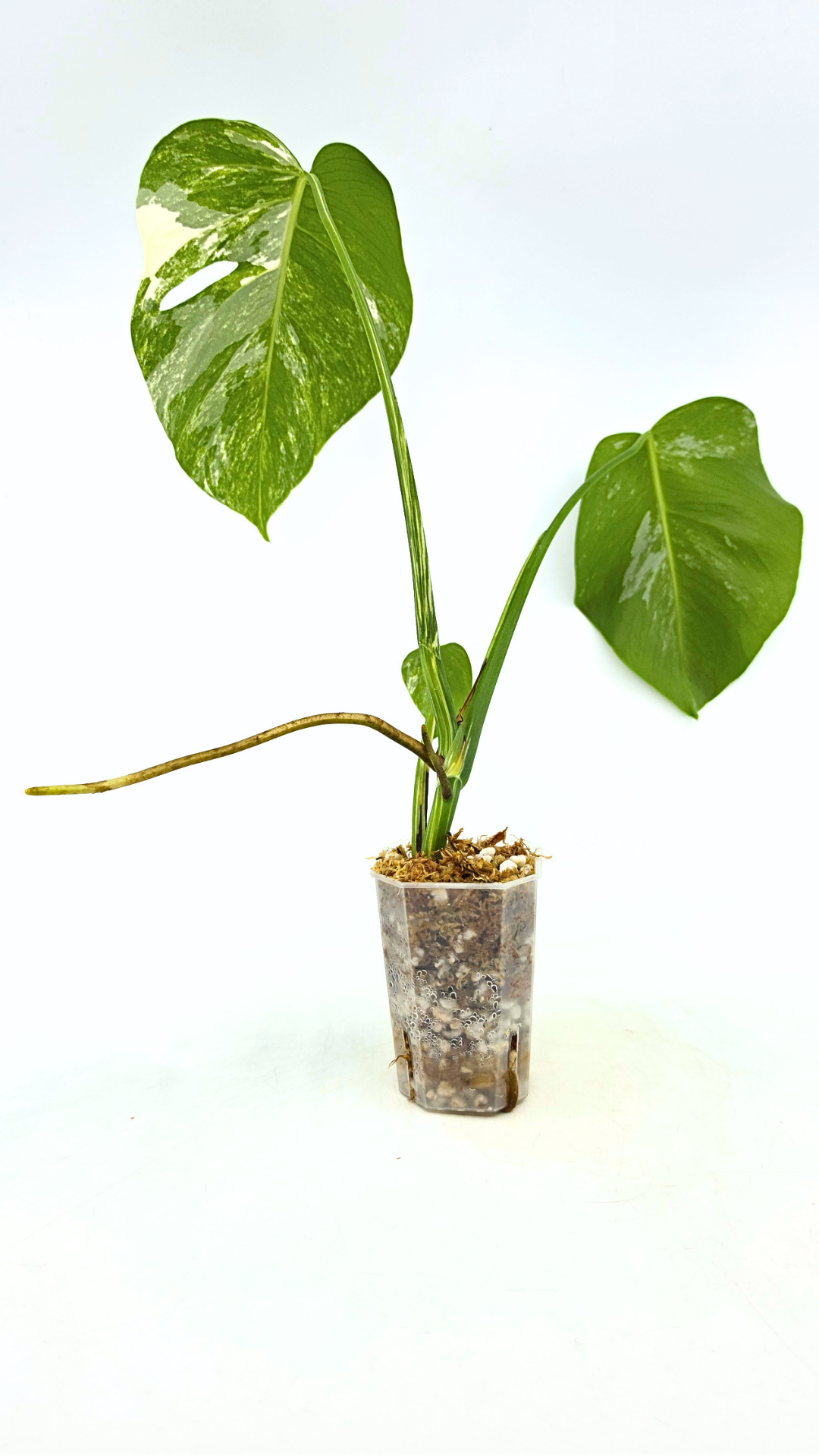 Rare indoor plant Monstera Albo Varigated available for sale at rare plant house plant shop The Leaf Gallery in Perth, Western Australia
