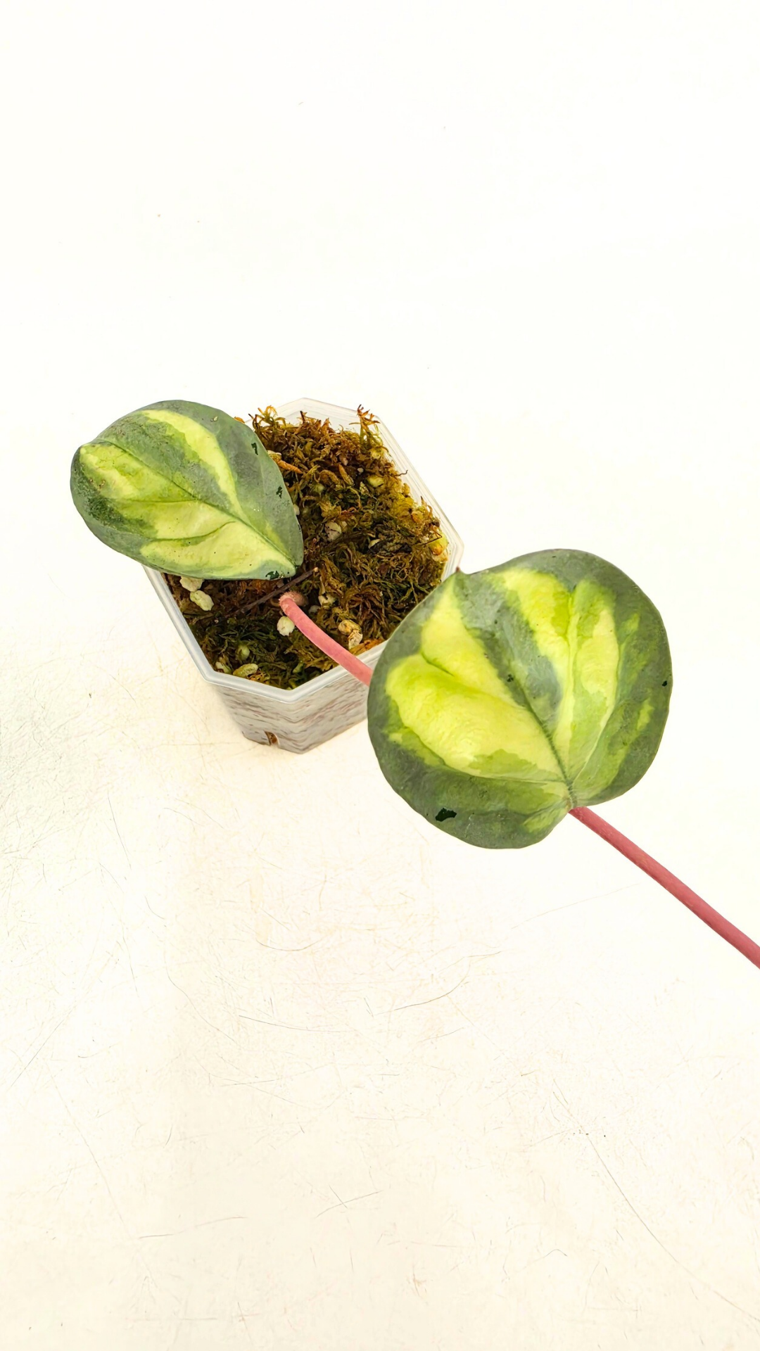 Ultra rare waxplant Hoya Argentea Princess available at rare hoya shop the Leaf Gallery in Perth, Western Australia. Rare hoya Argentea Princess is a varigated form of Hoya Nova Ghost.