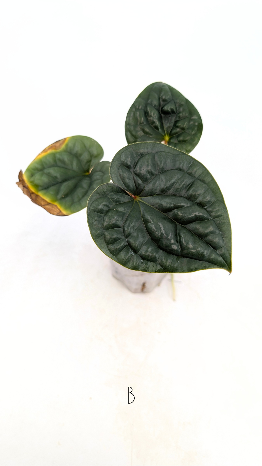 Plants upload_20251230_144337_0005.png