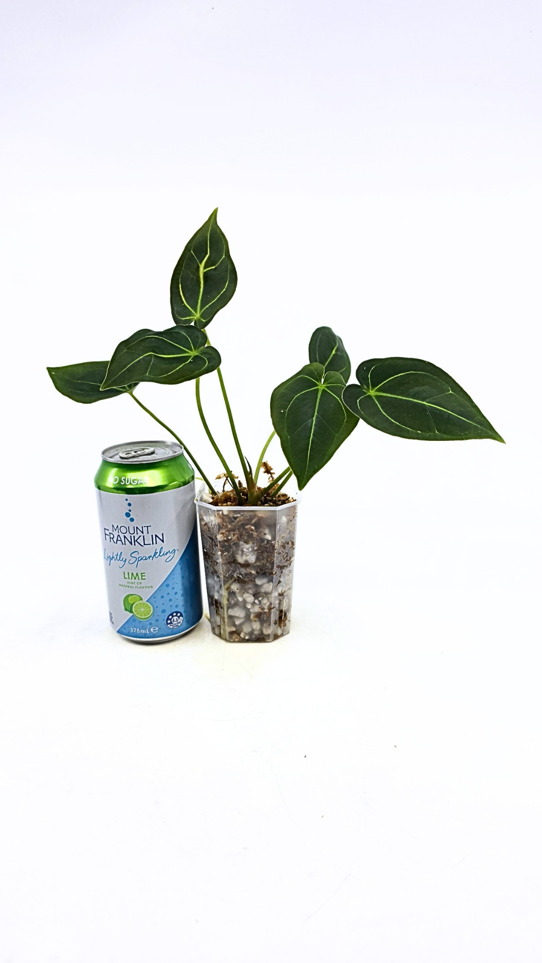 Rare anthurium hybrid Dark Forgetii X Bessae Aff available for sale at rare houseplant shop The Leaf Gallery in Perth, Western Australia