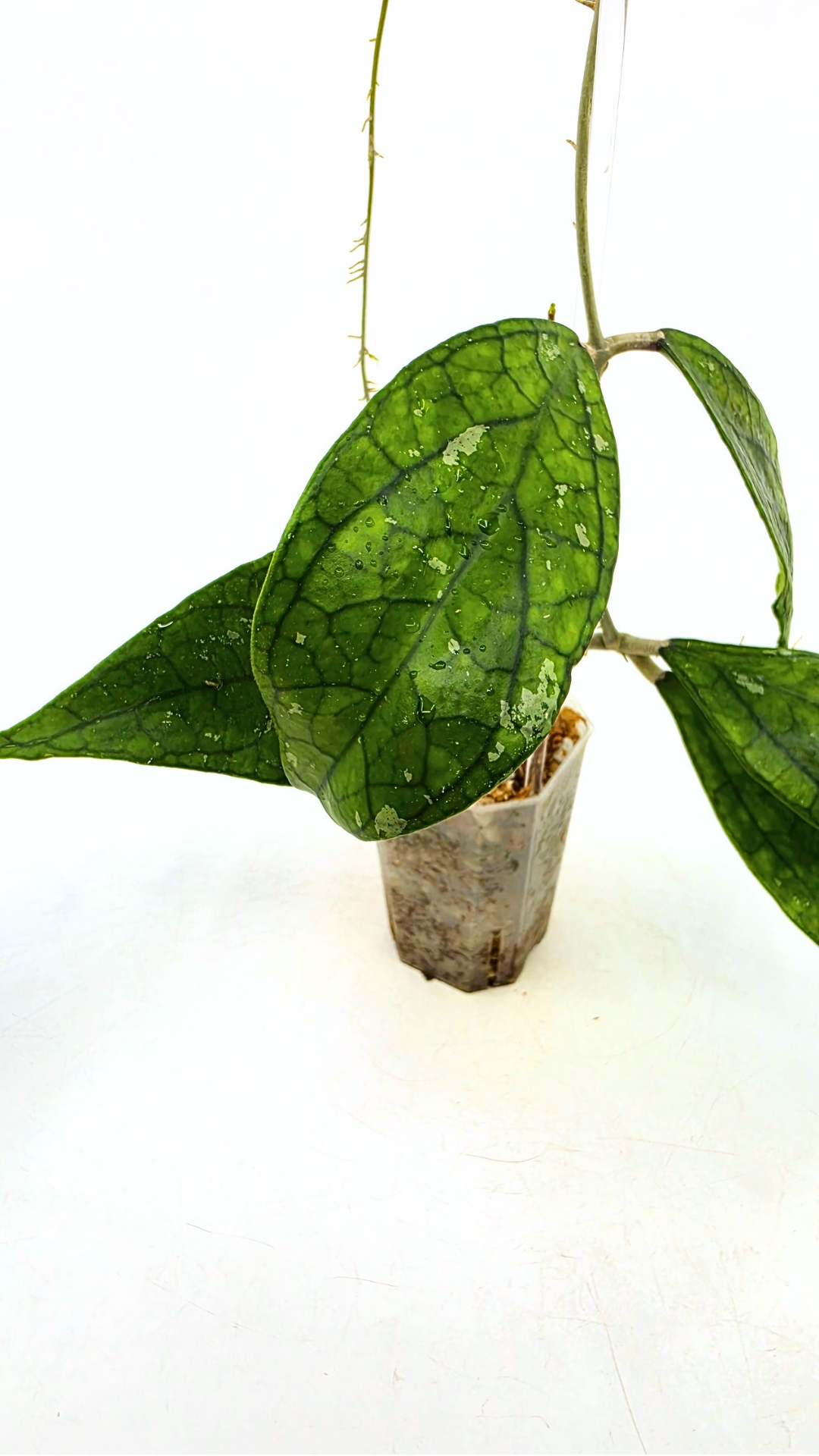 Rare waxplant Hoya Decipulae available for sale at rare indoor plant shop The Leaf Gallery in Perth, Western Australia