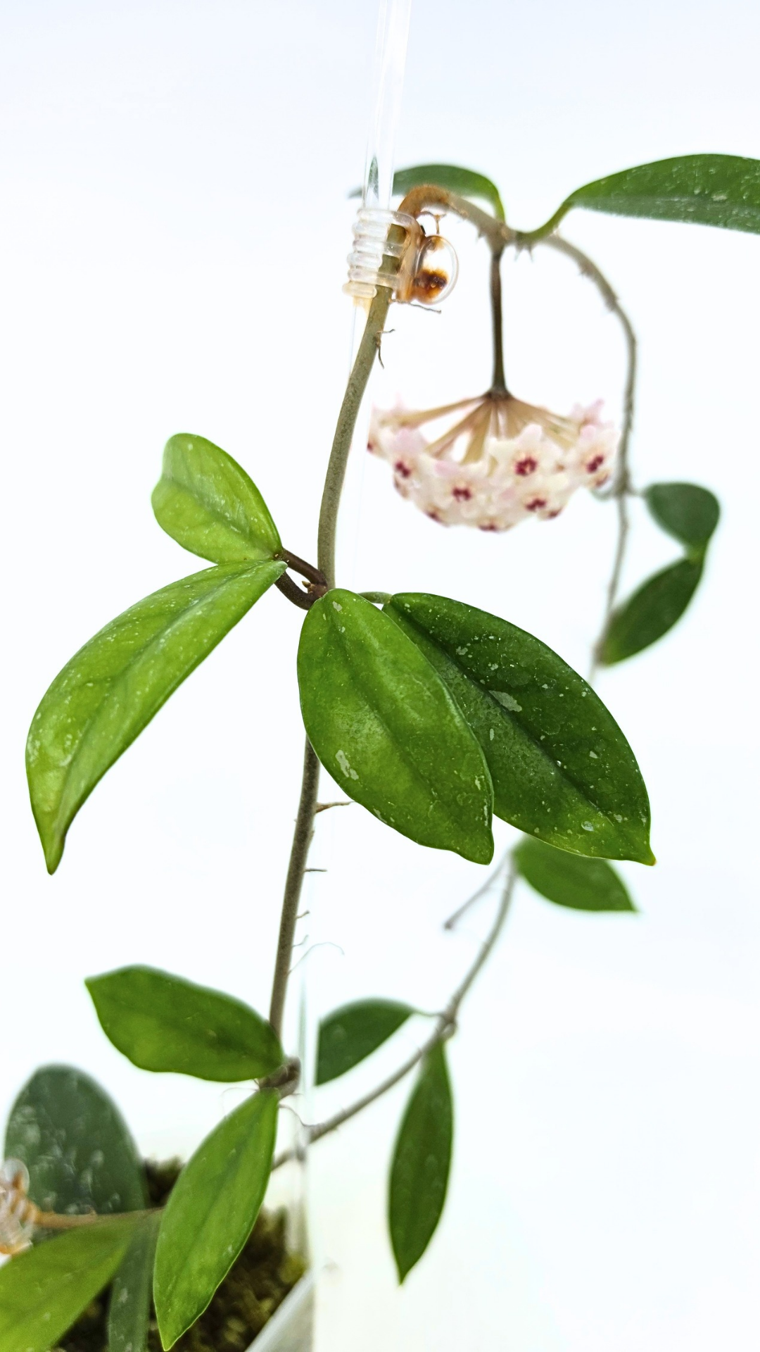 Rare indoor plant hoya wilbur graves propagated by and available for sale at rare plant shop The Leaf Gallery in Perth