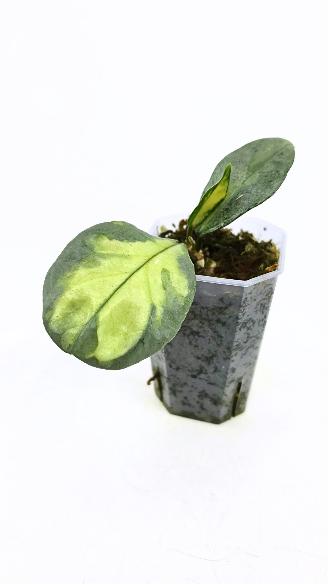 Ultra rare waxplant Hoya Argentea Princess available at rare hoya shop the Leaf Gallery in Perth, Western Australia. Rare hoya Argentea Princess is a varigated form of Hoya Nova Ghost