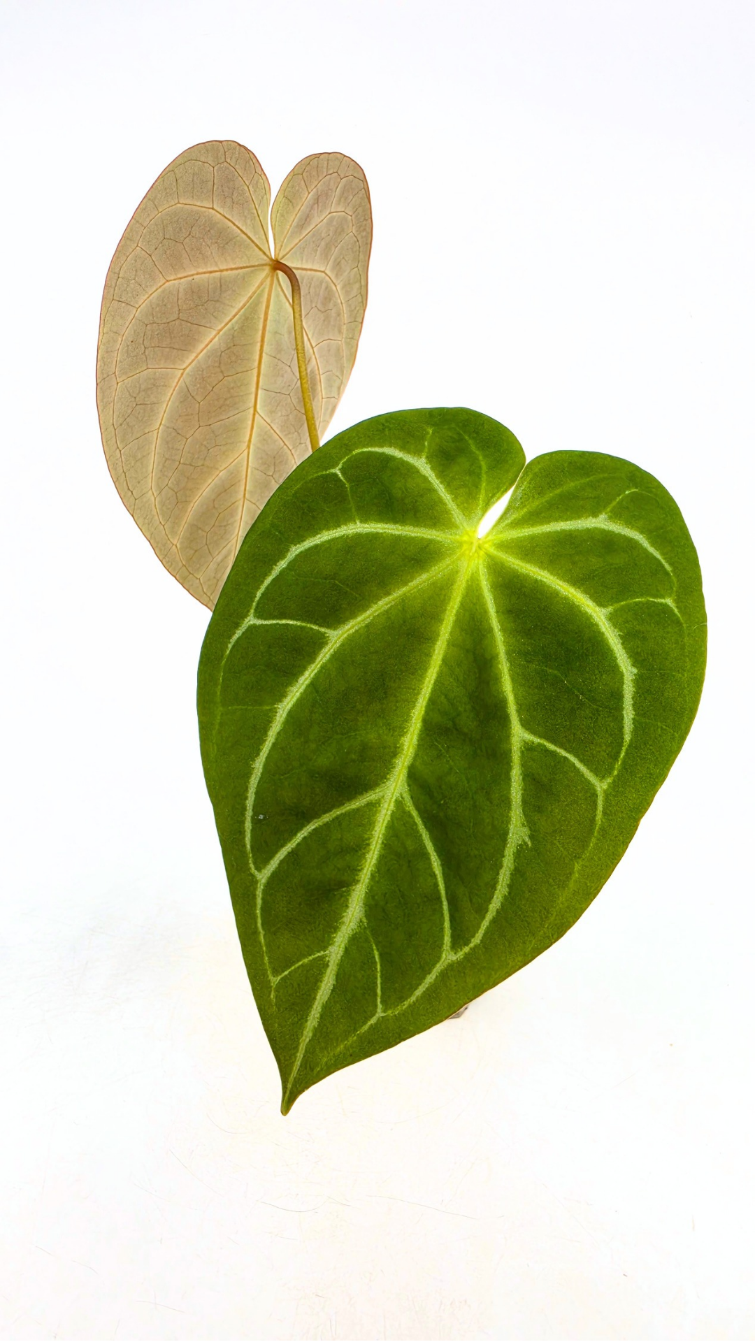 Rare indoor plant Anthurium Crystallinum X Magnificum available for sale at rare house plant shop the Leaf Gallery in Perth, Western Australia