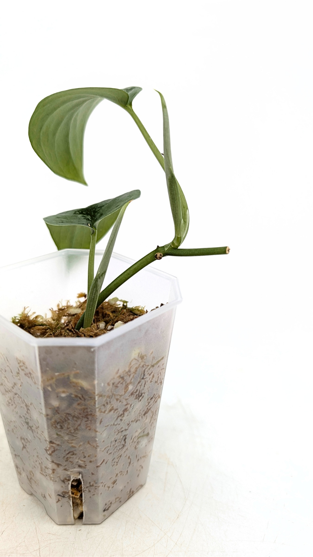 Rare indoor plant Scindapsus silver cloud available for sale at rare plant shop The Leaf Gallery in Perth, Western Australia