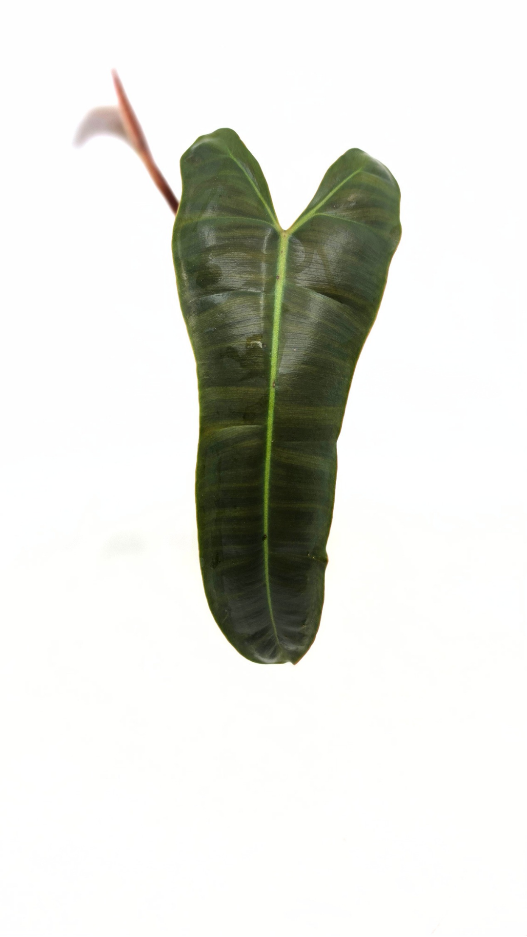 Rare indoor plant Philodendron Black Billitiae (philodendron atabapoense x philodendron billietiae) available for sale at rare house plant shop The Leaf Gallery in Perth, Western Australia