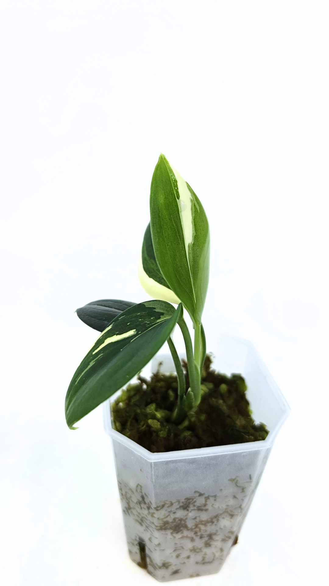 Rare plant Scindapsus Blue Albo Varigated available at rare plant shop The Leaf Gallery in Perth, Western Australia
