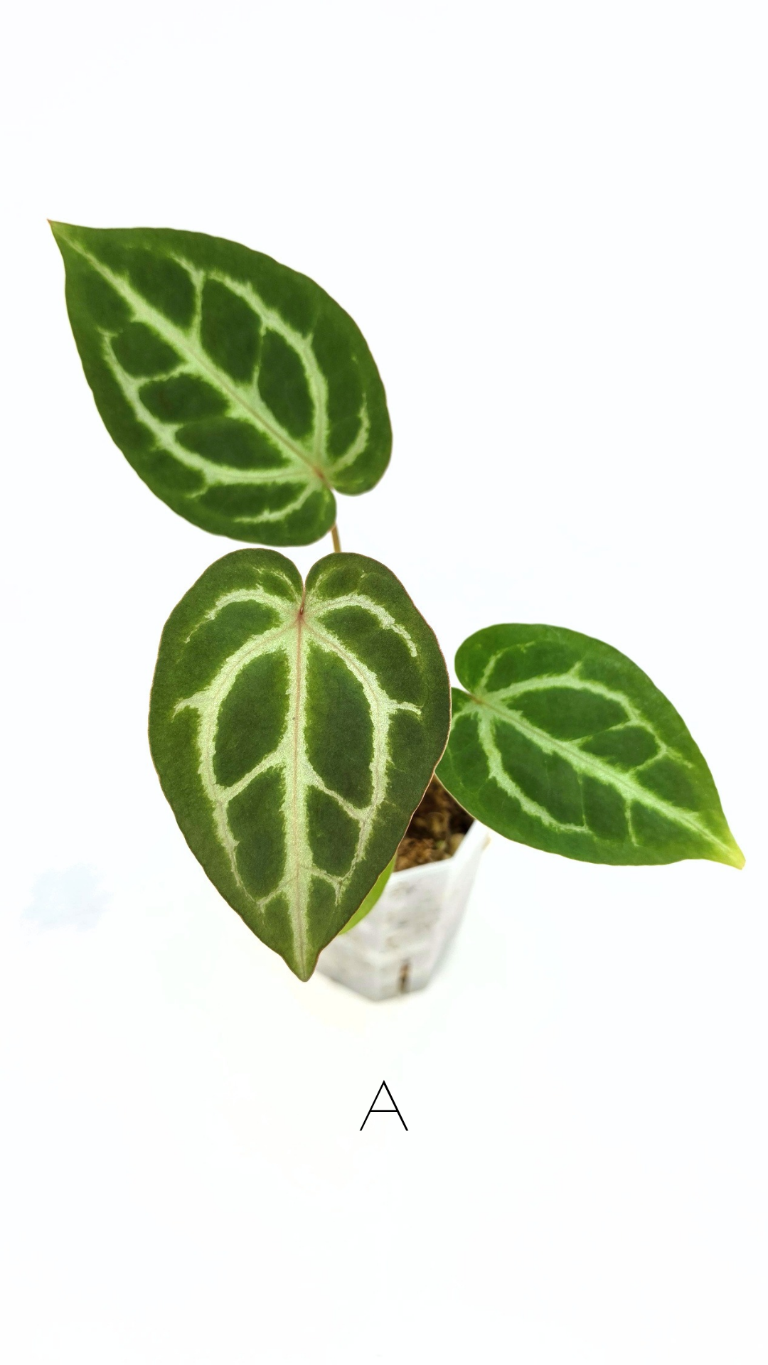 Anthurium Red Dorayaki Mutation X Michelle