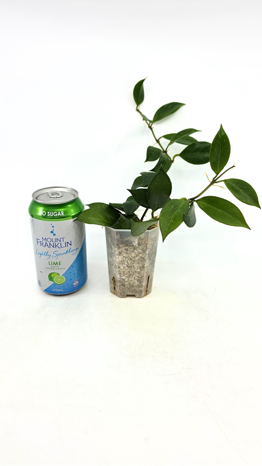 Rare waxplant Hoya Sunrise available at rare plant shop The Leaf Gallery in Perth Western Australia